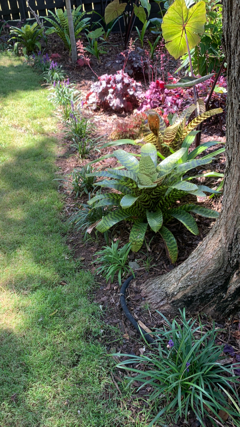 Colourful garden planting