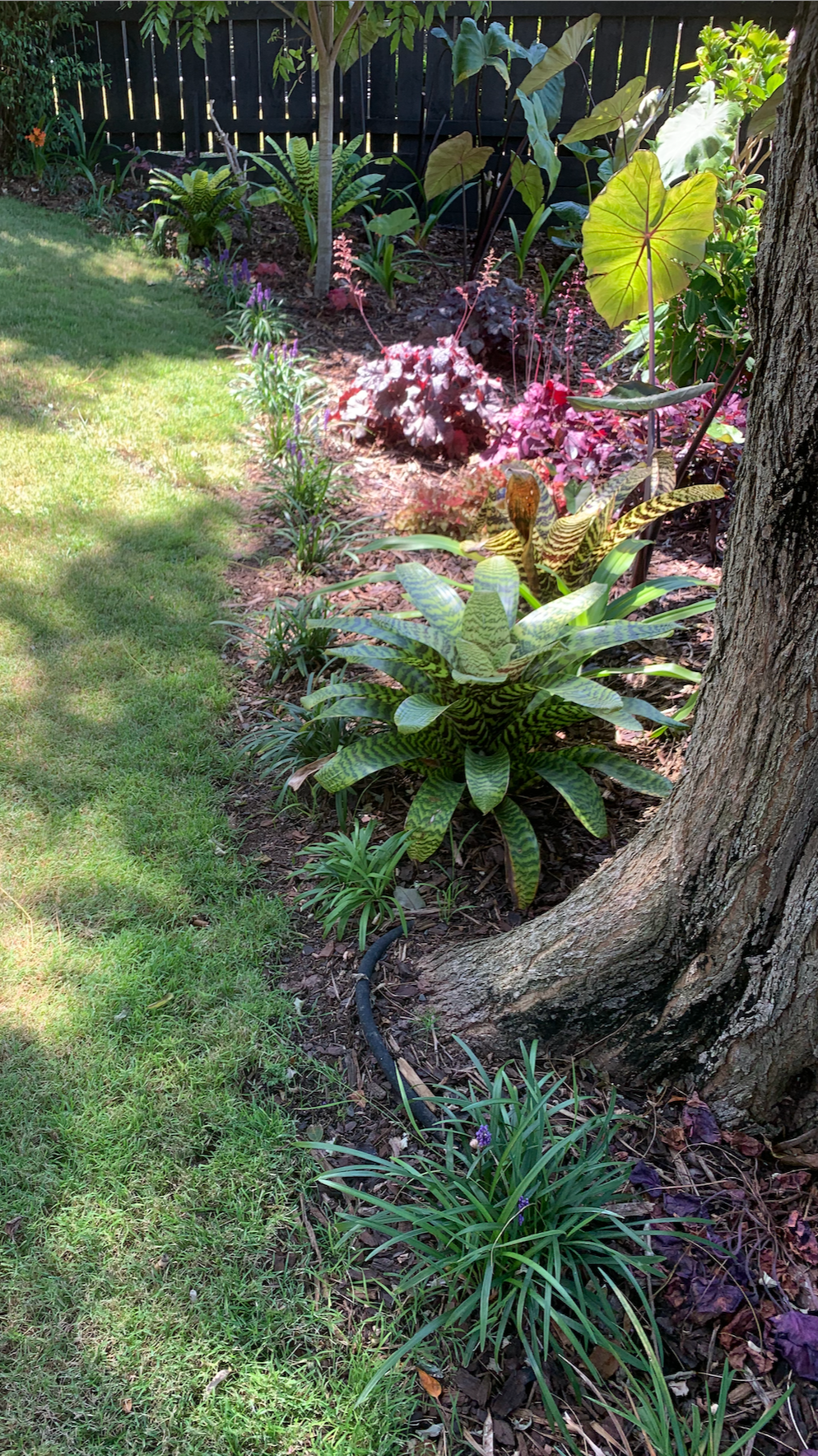 Subtropical garden makeover