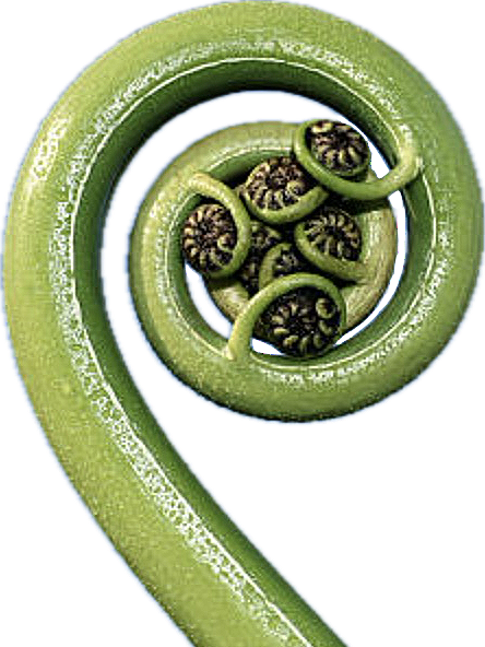 AraMahi Projects ponga motif