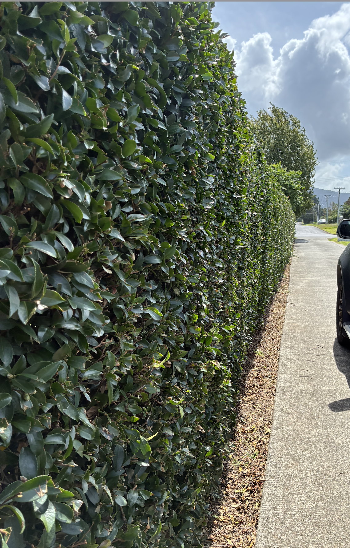 A tall, neatly trimmed green hedge beside a long driveway.