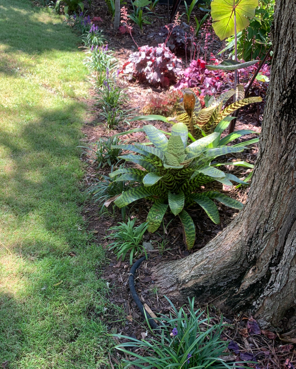 A landscaped subtropical garden.