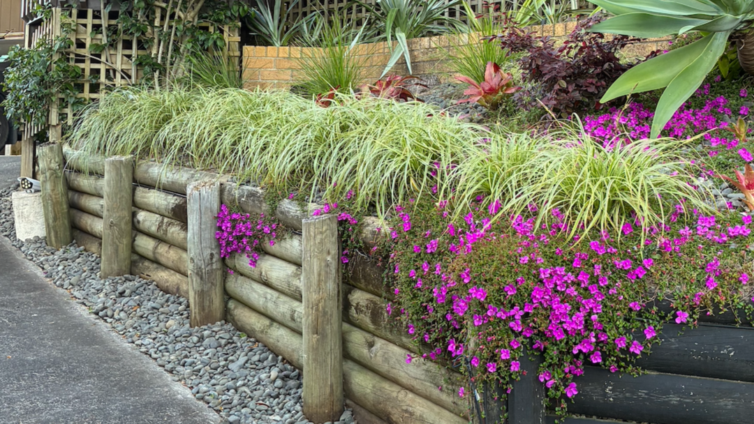 A raised garden bed that has been replanted with easycare, low maintenance but colourful plants.