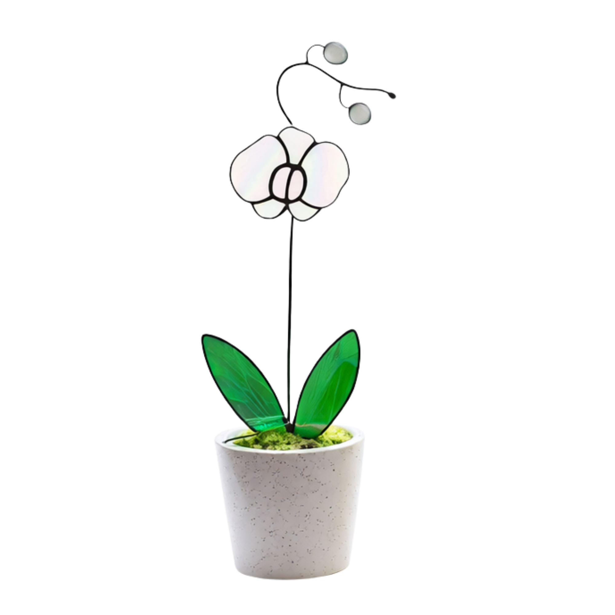 White Orchid Stained Glass Plant