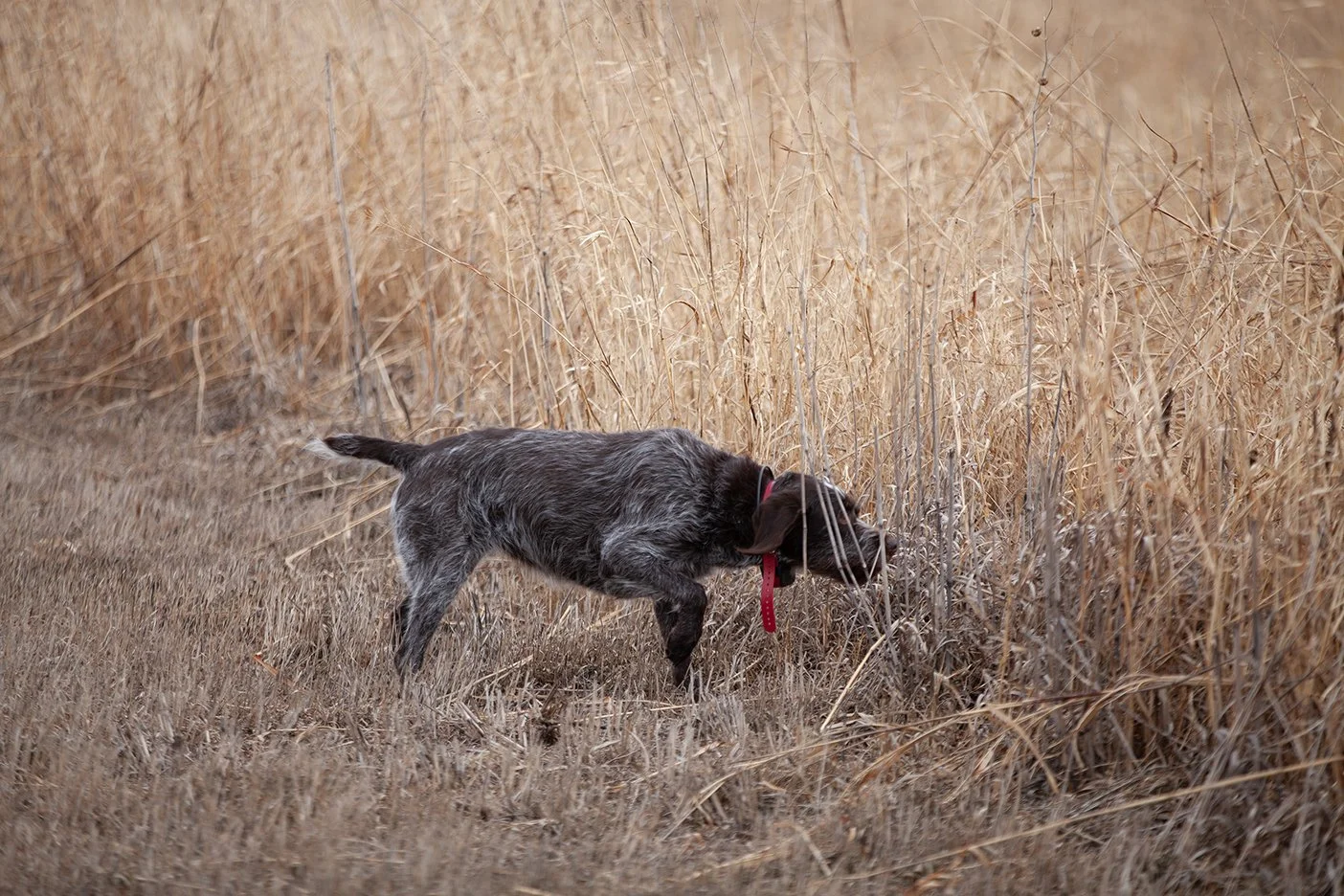 A dog with a red collar sniffing tall grass in a field of dry, brown vegetation.