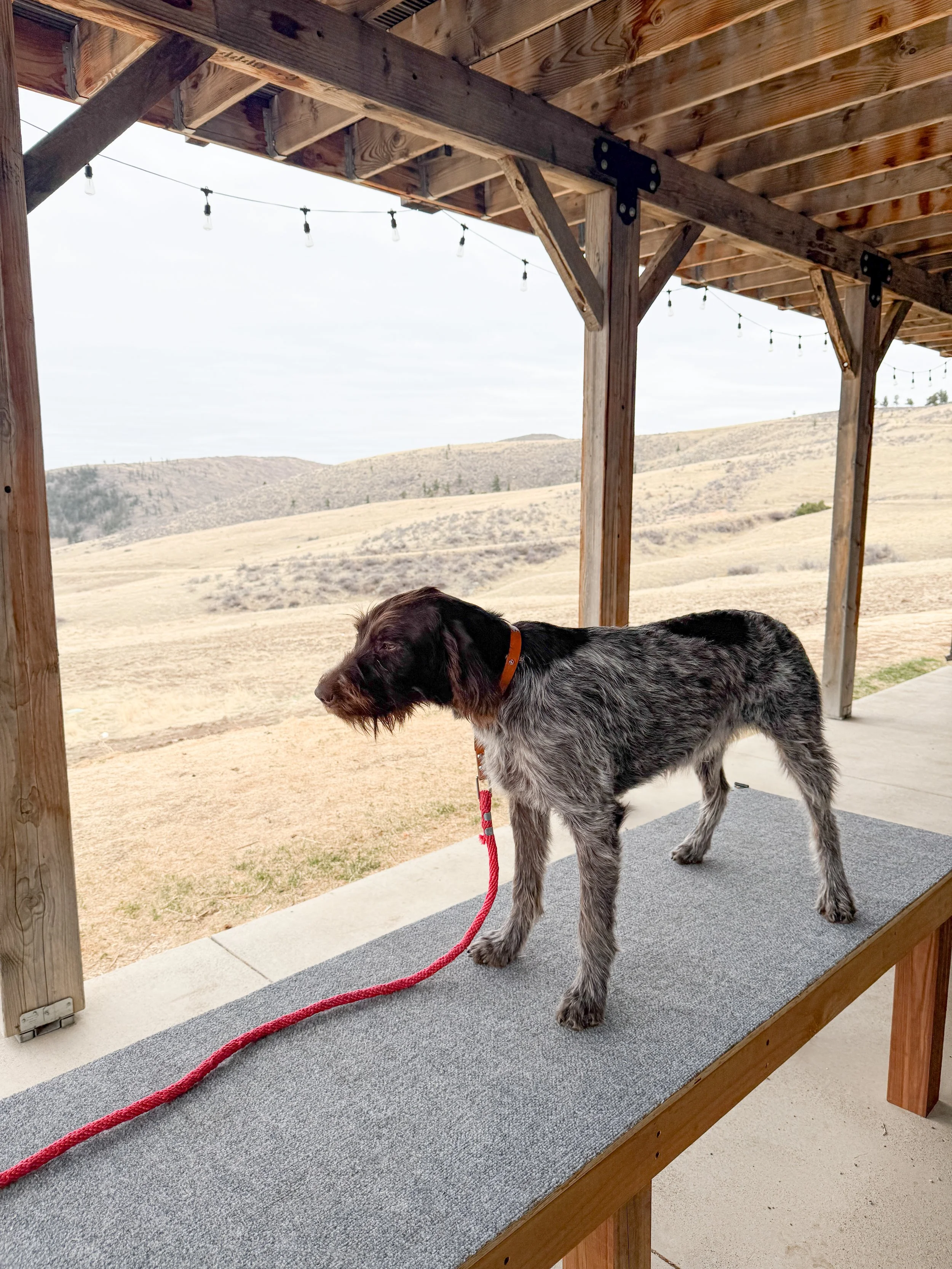 A dog standing on a wooden outdoor table with a gray mat, looking to the side, with a background of open hills and a cloudy sky.