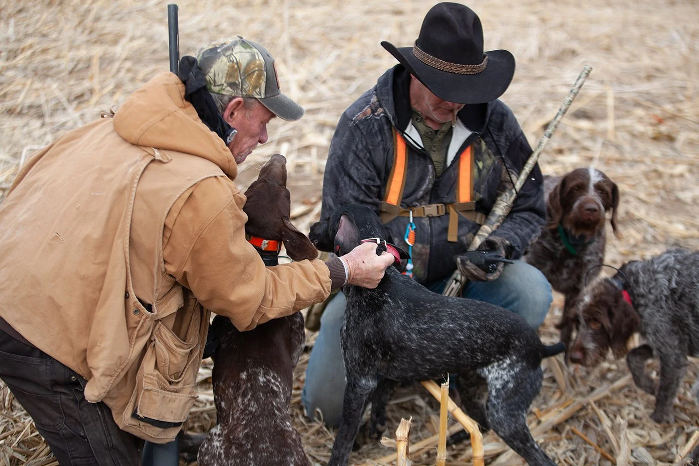 Two men and several dogs outdoors in a field of dried plants, one man helping a dog with a collar, the other with a stick, all wearing outdoor clothing and hats.
