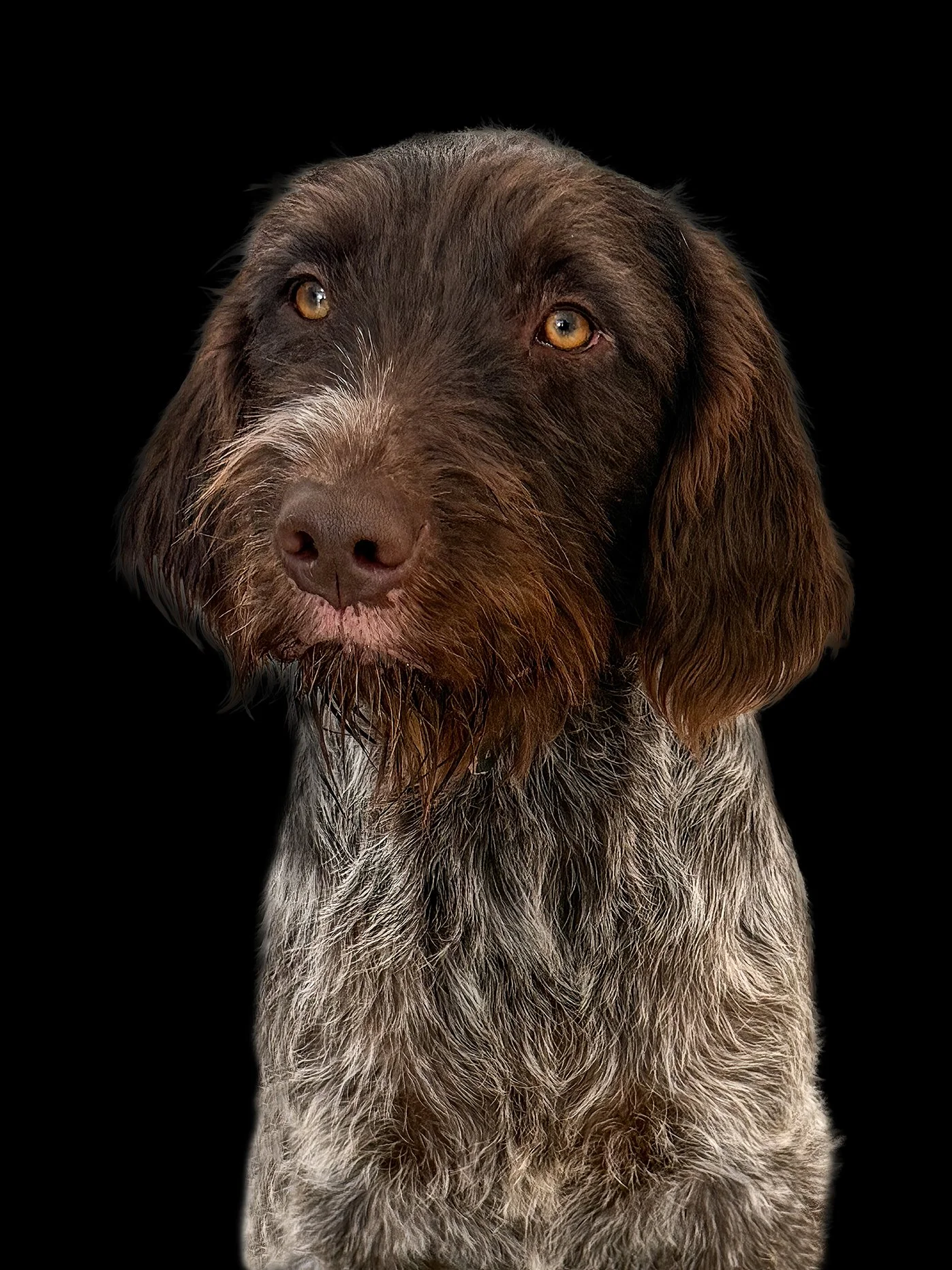 A close-up of a Wirehaired Pointing Griffon with brown and gray fur, looking slightly to the side against a black background.
