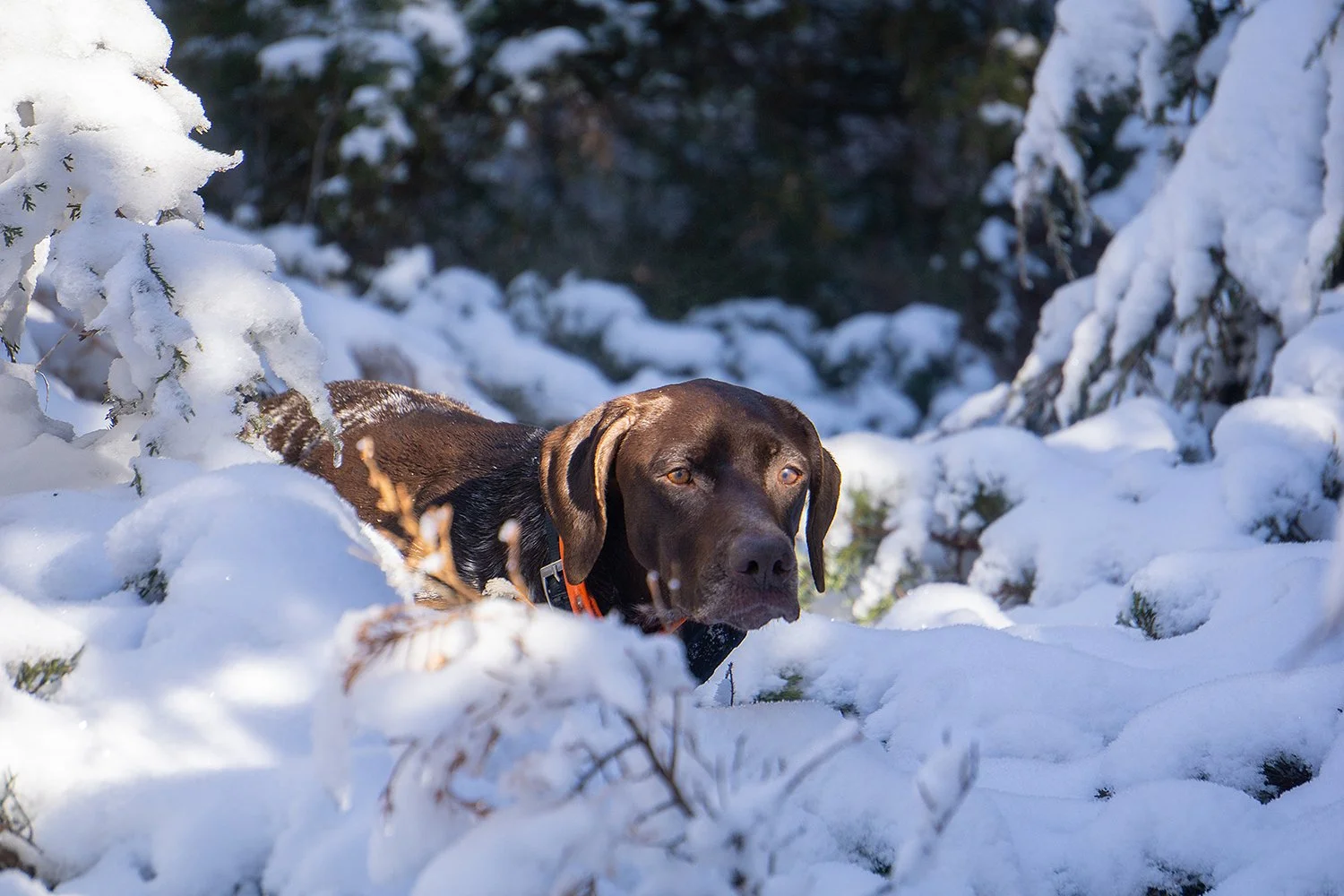 A brown Labrador Retriever wearing an orange collar in a snow-covered forest, lying amidst snow-laden branches and evergreen trees.
