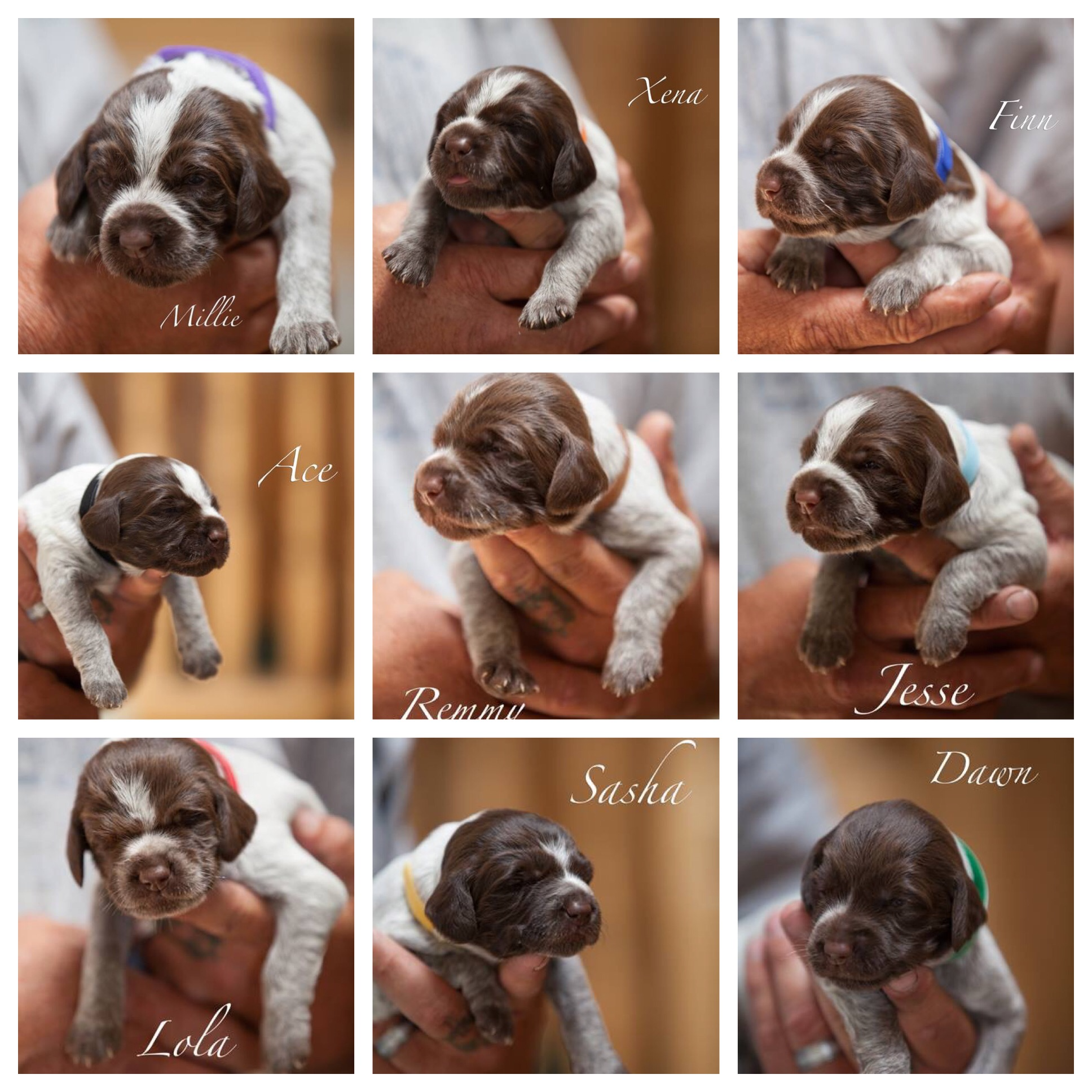 Collage of nine puppy photos, each held in a person's hand, with individual names written on each: Millie, Xena, Finn, Ace, Remmy, Jesse, Lola, Sasha, and Dawn.