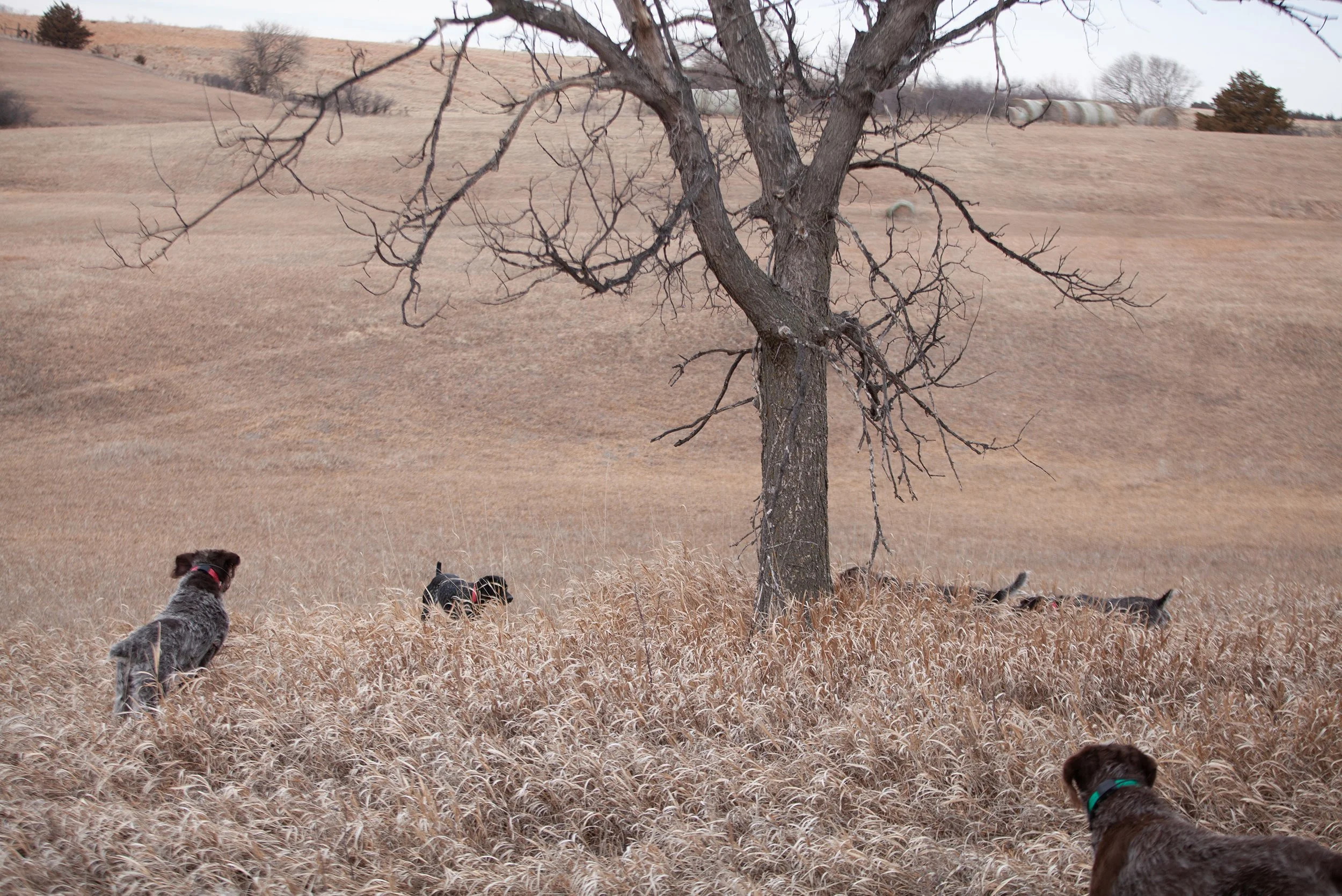 Four dogs in a brown, grassy field with a leafless tree and rolling hills in the background.