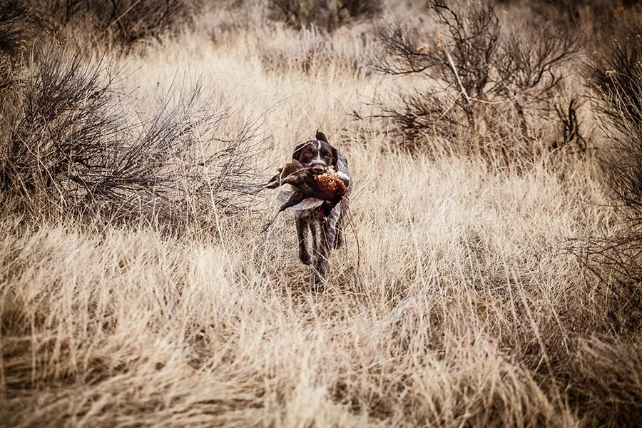 A hunting dog running through tall, dry grass carrying a hunted bird in its mouth in a wilderness area.