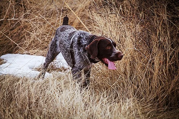 A brown and gray speckled dog with a pink tongue hanging out, standing in tall, dry grass.