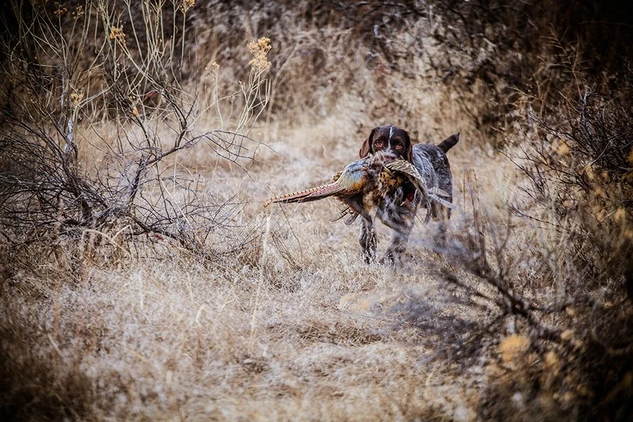 A hunting dog running through a dry, scrubby field with a pheasant in its mouth.