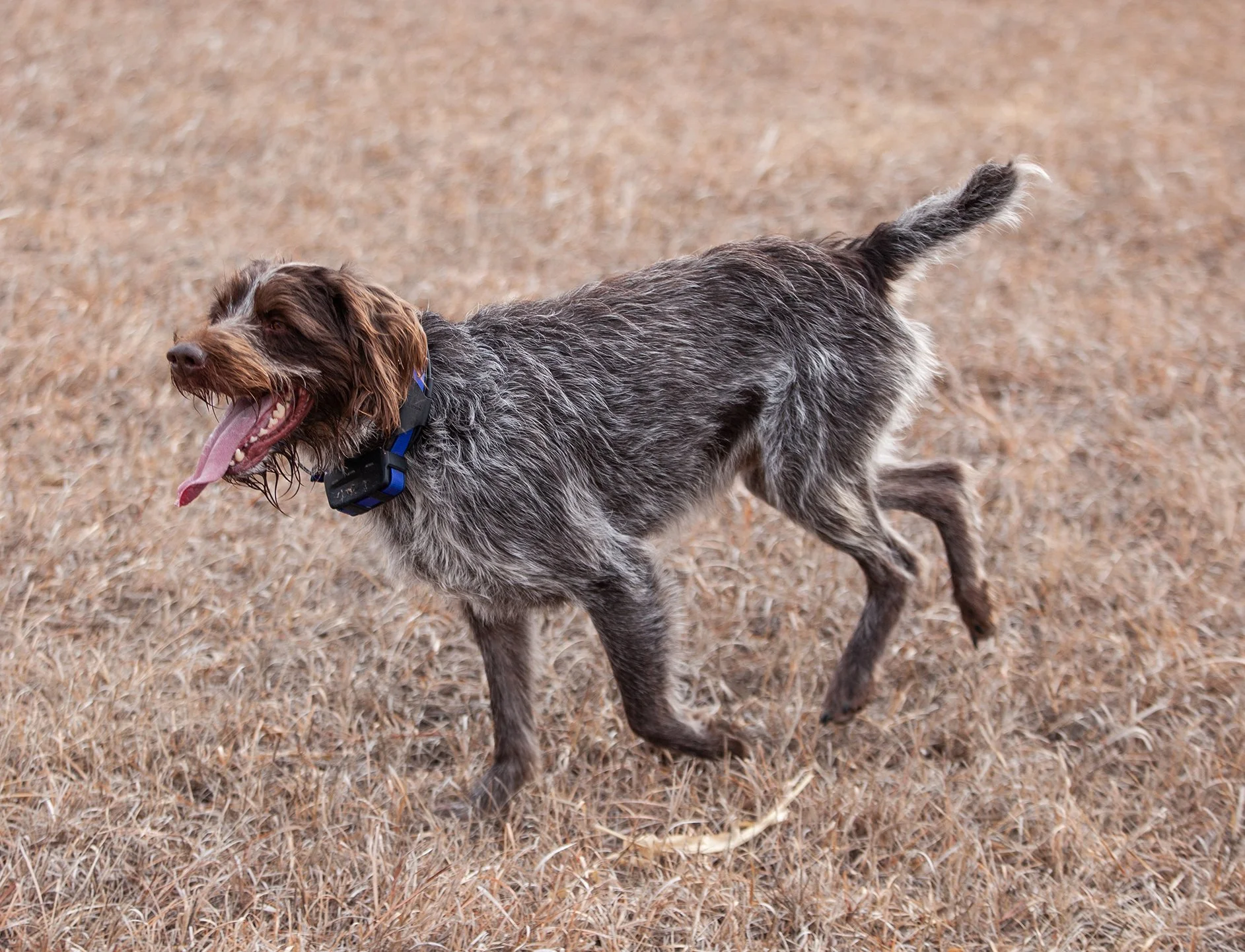 A brown and gray Wirehaired Pointing Griffon running on dry, brown grass with its mouth open and tongue out, wearing a blue collar.