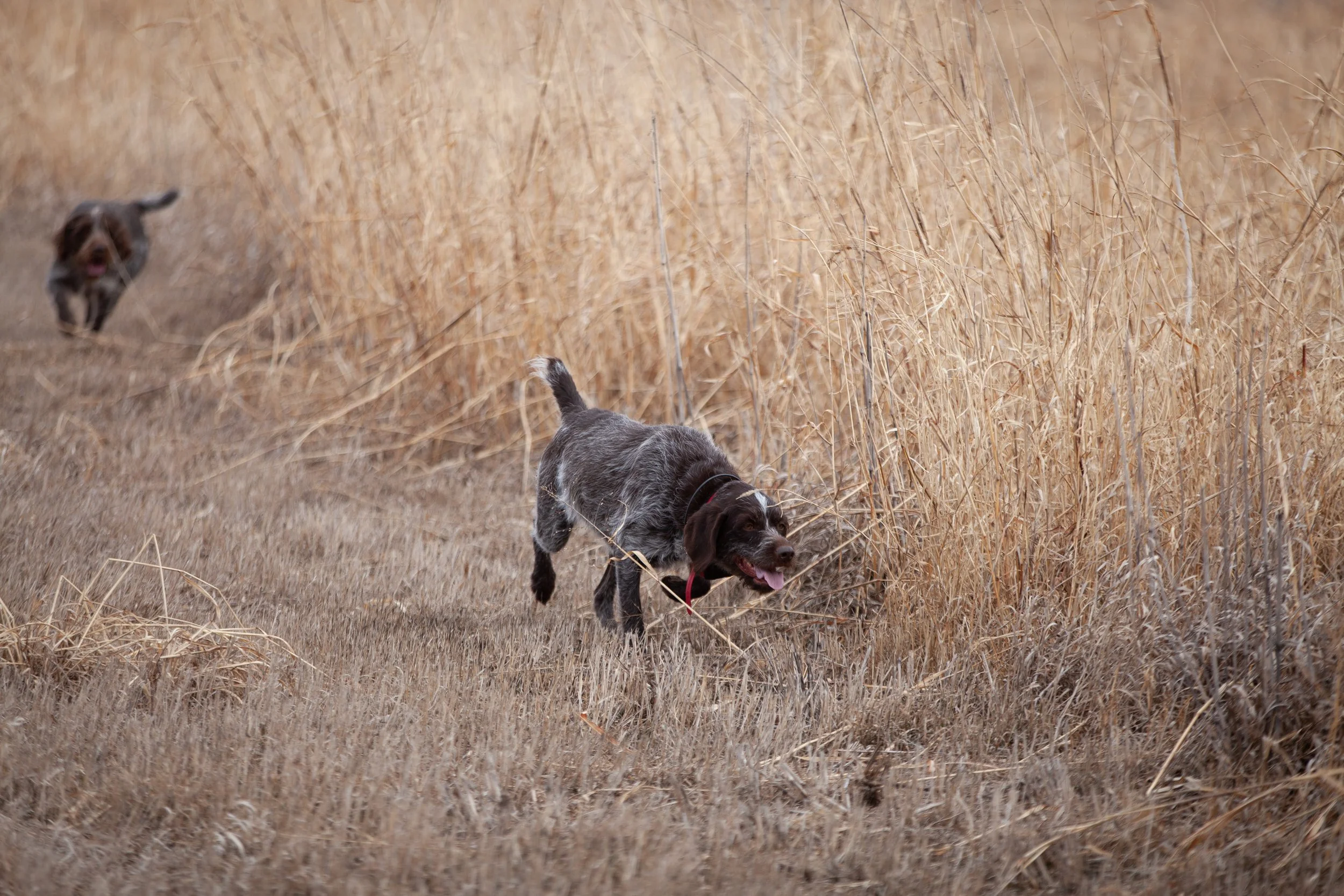 Two hunting dogs running through dry grass and tall plants in an outdoor field