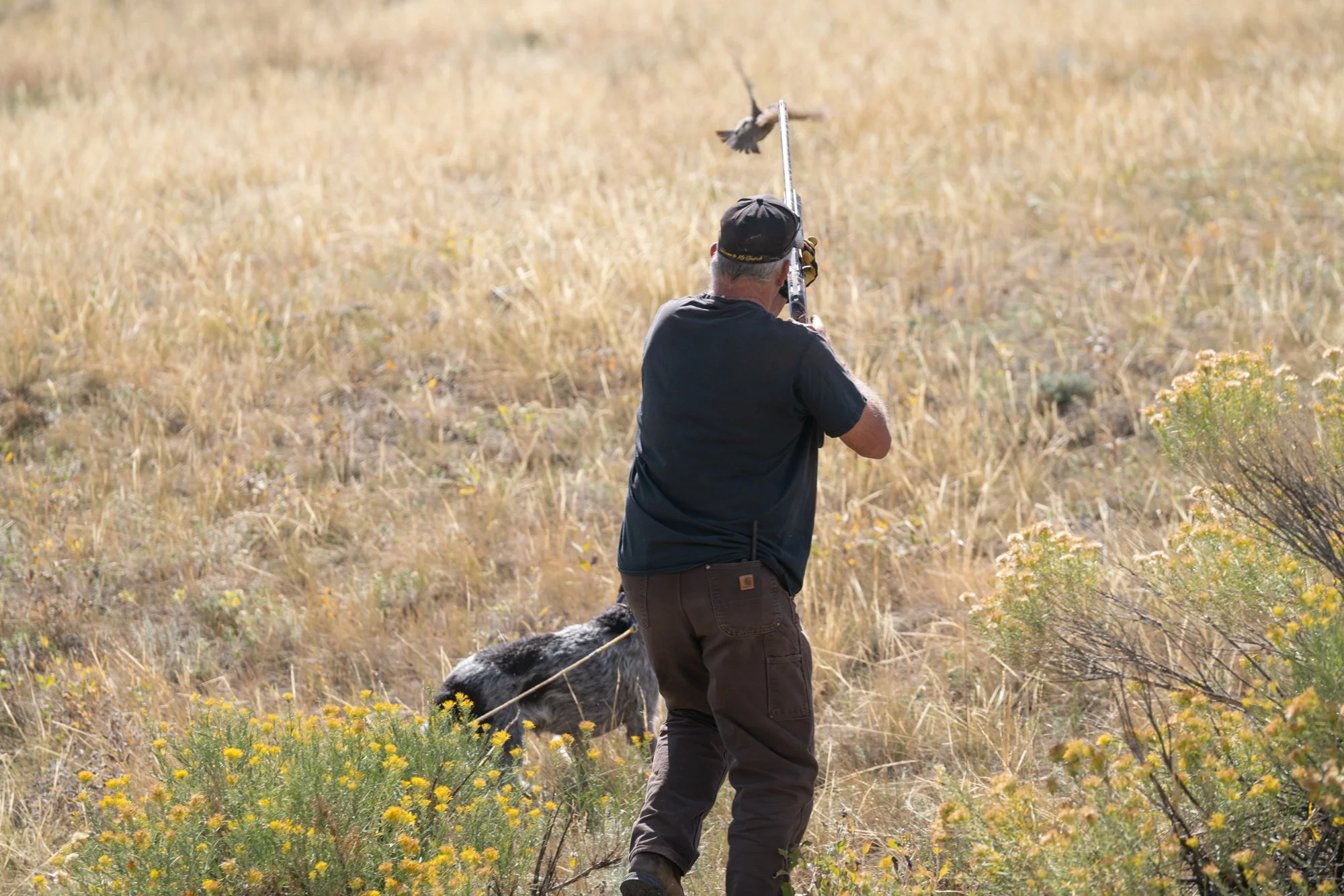 7 Signs Your Hunting Dog Needs a Pre-Season Tune-Up