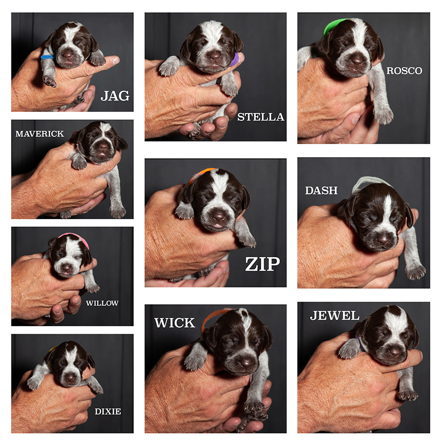 A collage of nine photos featuring individual puppies being held by a person. Each puppy has a label with its name: JAG, STELLA, ROSCO, MAVERICK, ZIP, DASH, WILLOW, WICK, and JEWEL. The puppies are small, with black and white fur, and are shown again