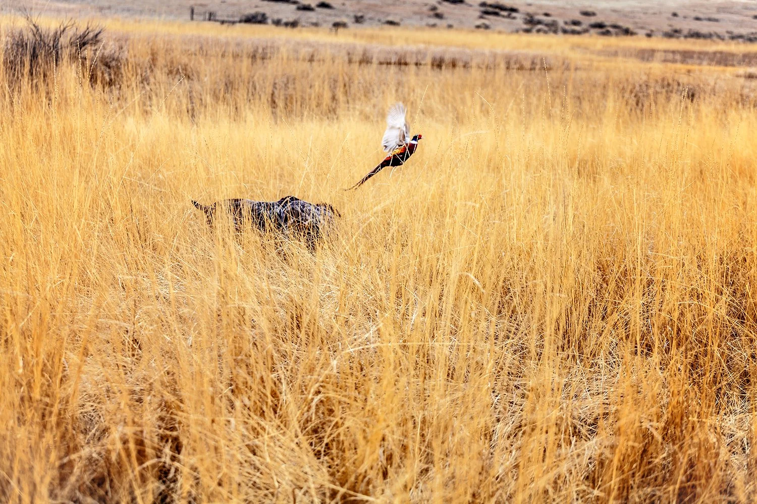 A bird with colorful plumage flying above a tiger in tall yellow grass in a savanna landscape.