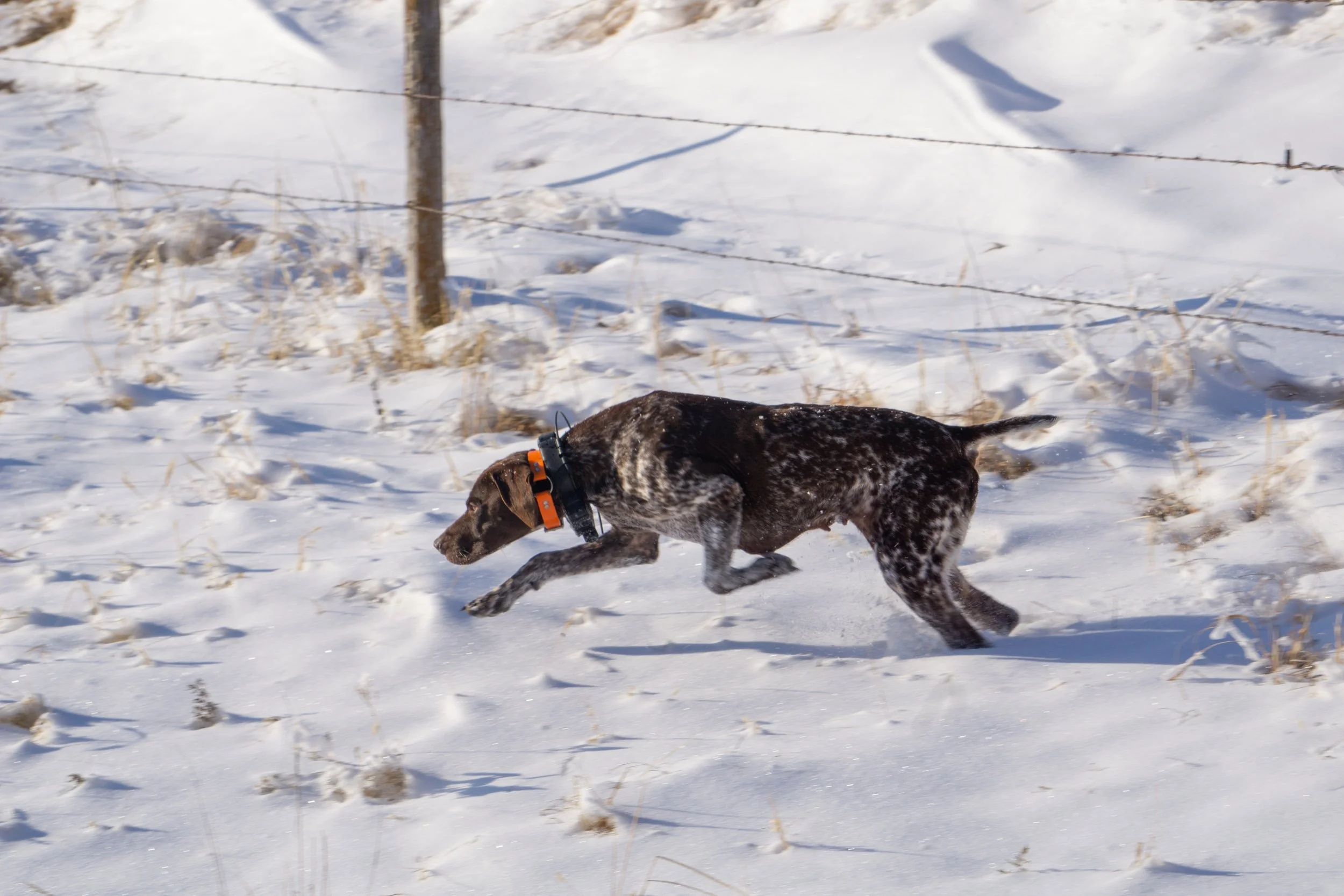 A brown and white speckled dog running through snow in a rural area, with a barbed wire fence and wooden post in the background.