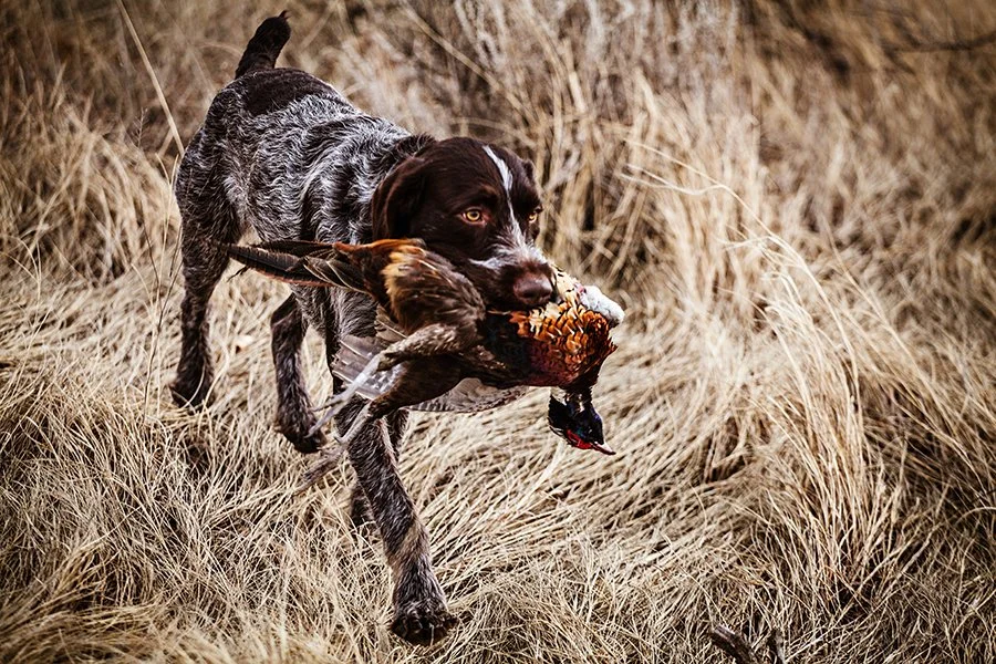 A hunting dog carrying a bird in its mouth through tall dry grass.