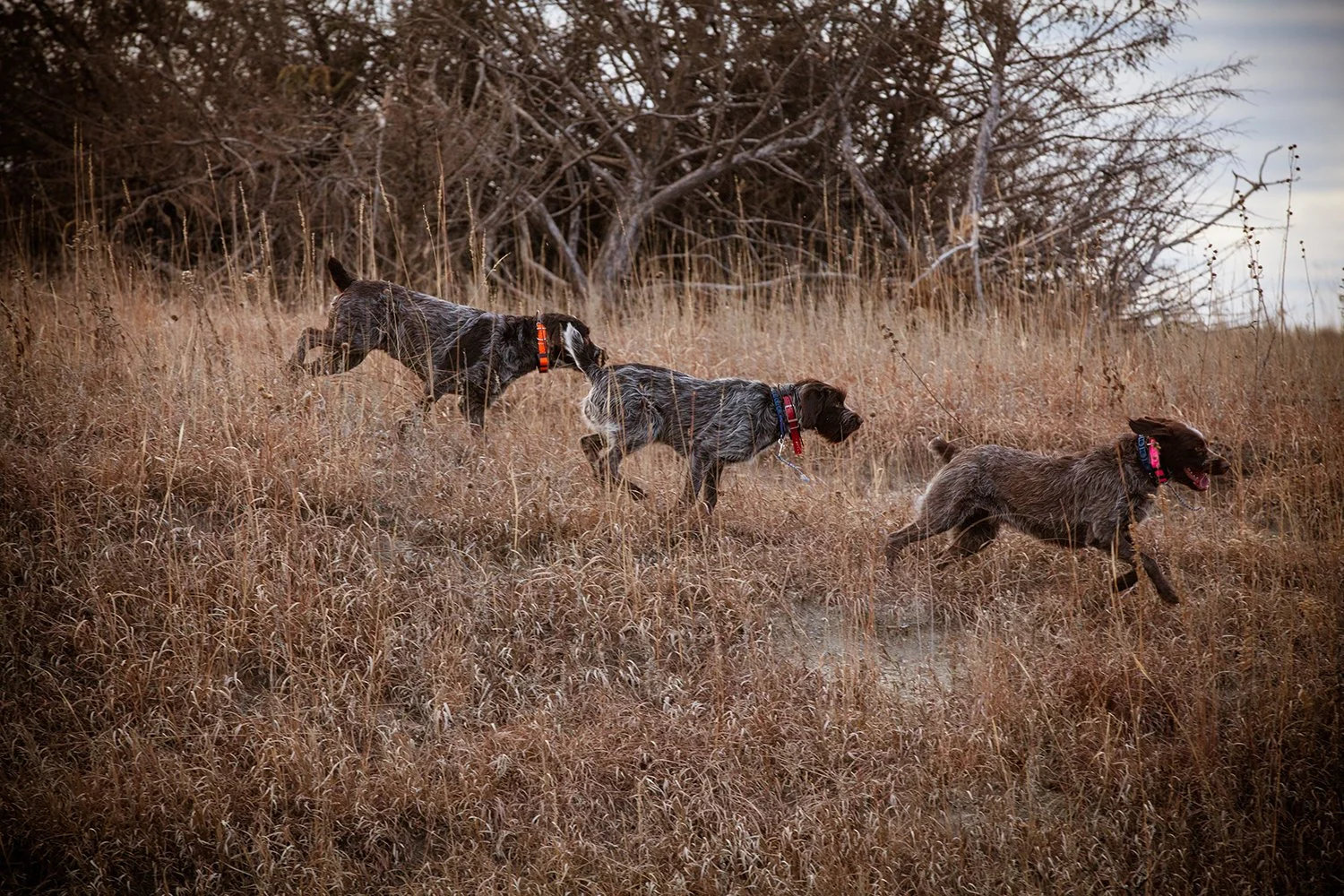 Three hunting dogs with colorful collars running through tall, dry grass in a field with leafless trees in the background.