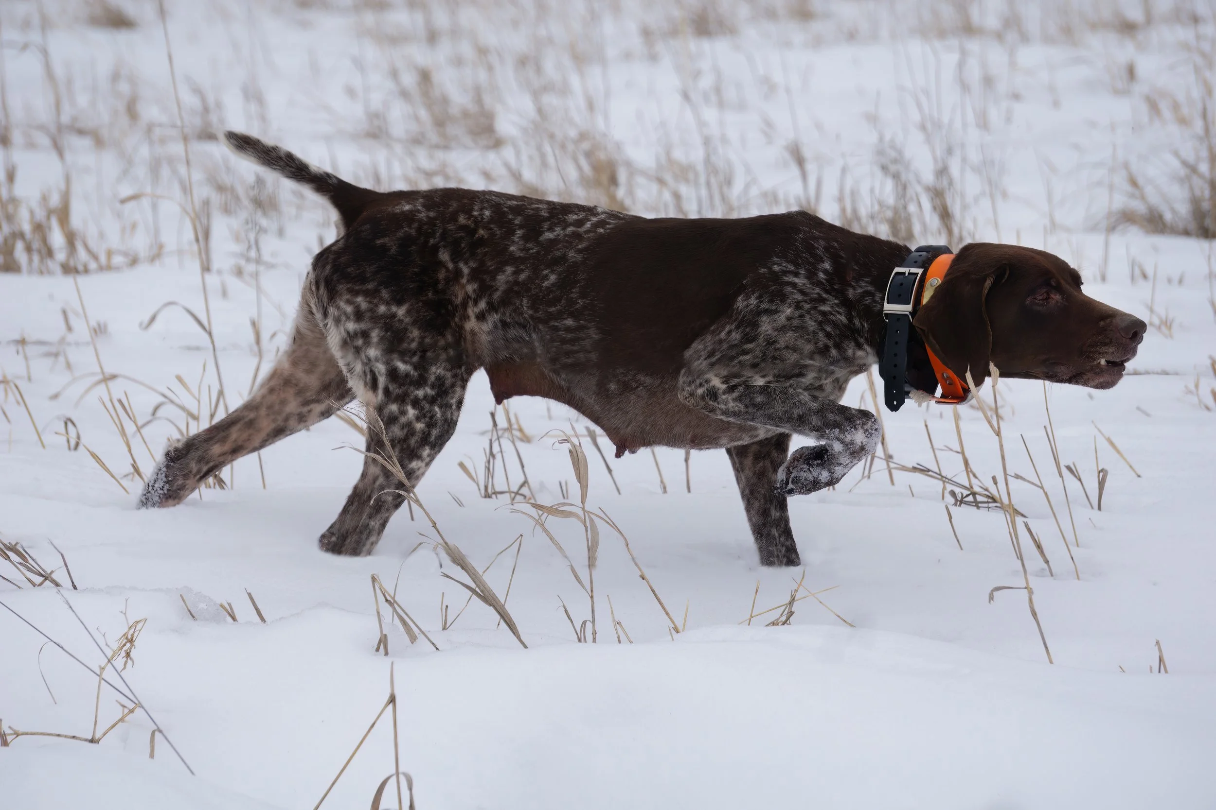 Hunting dog with brown head and black and white speckled body running through snow in a field.