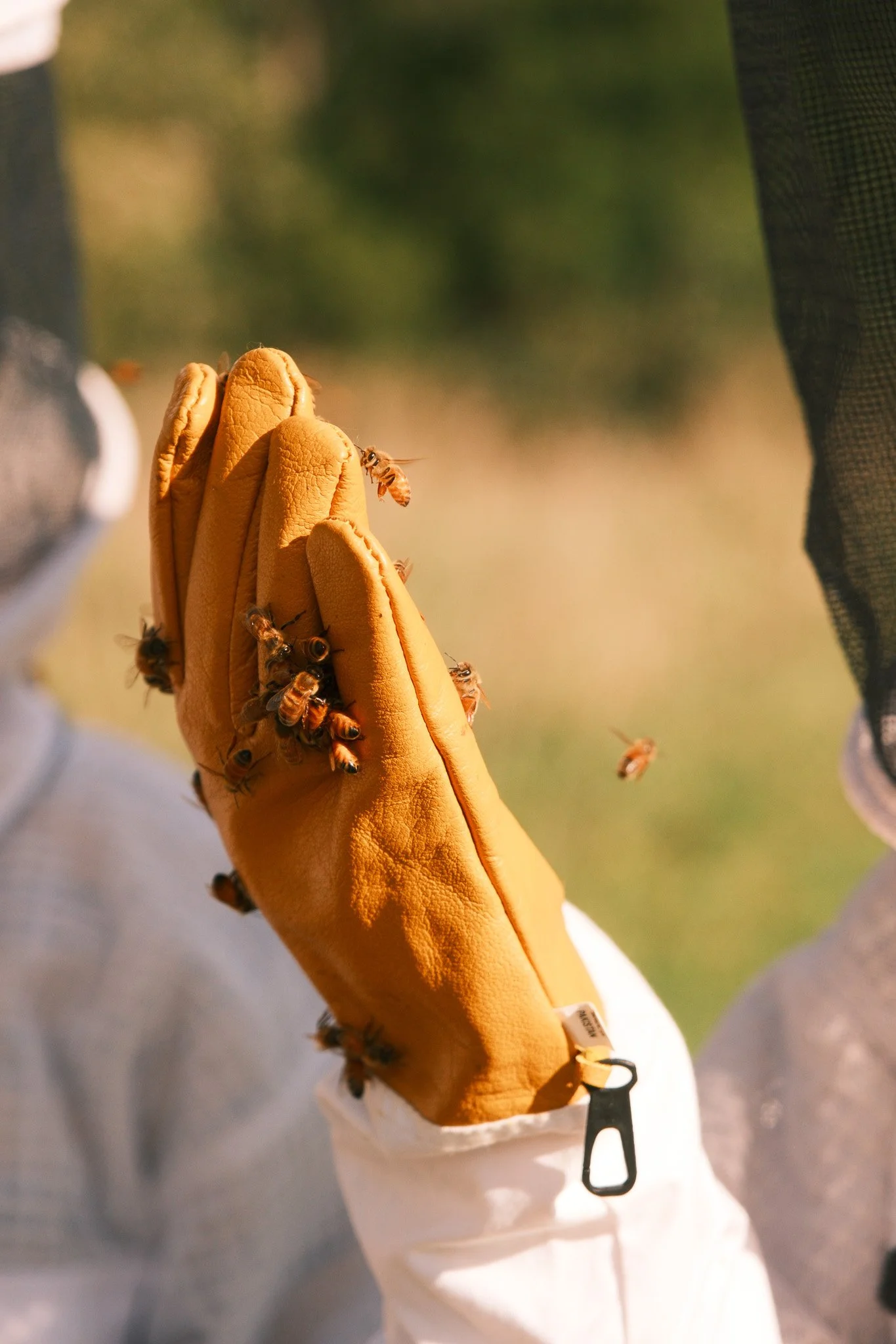 Close-up of a bee suit glove with multiple bees on it, outdoors in natural light.