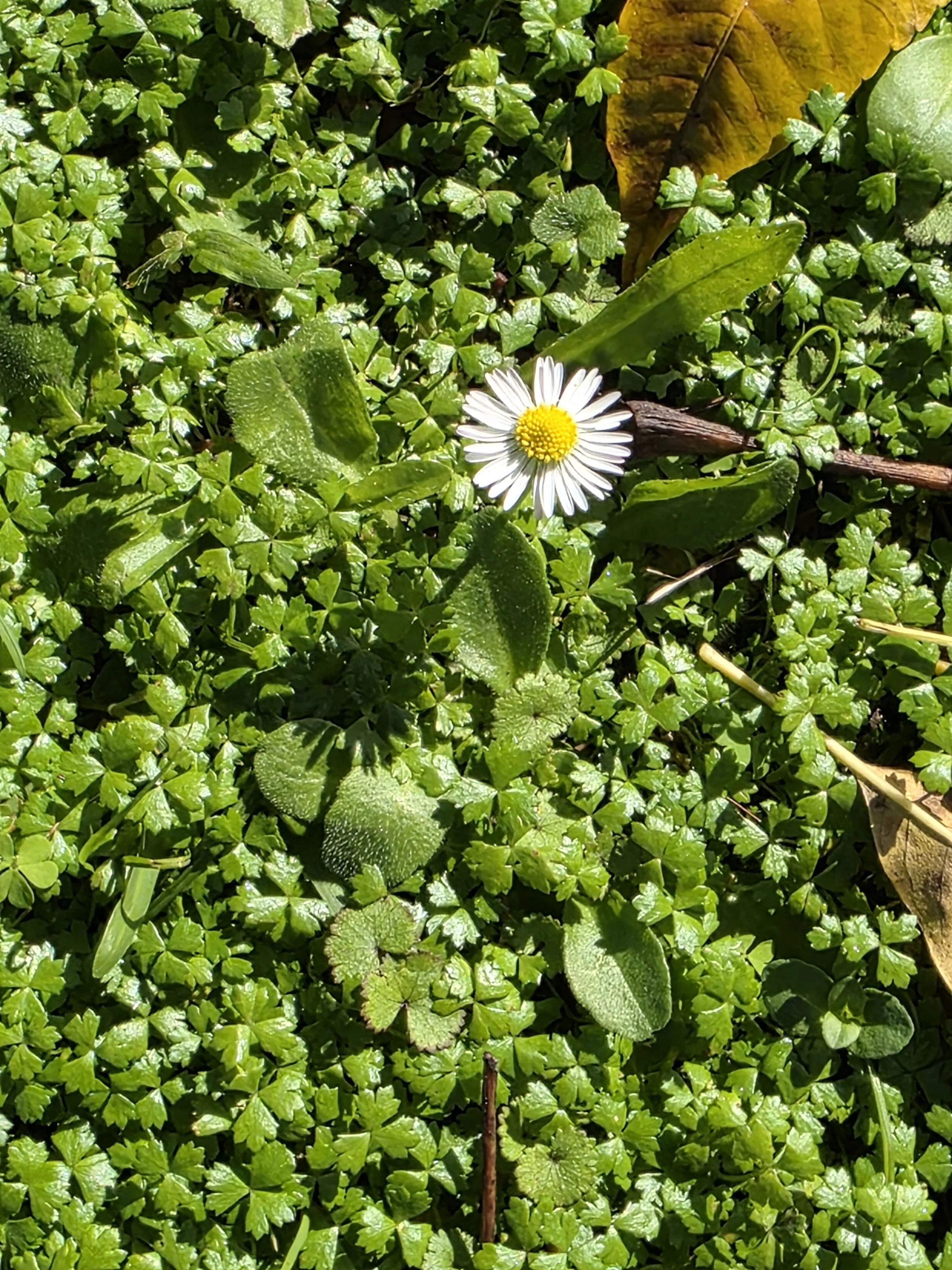daisy