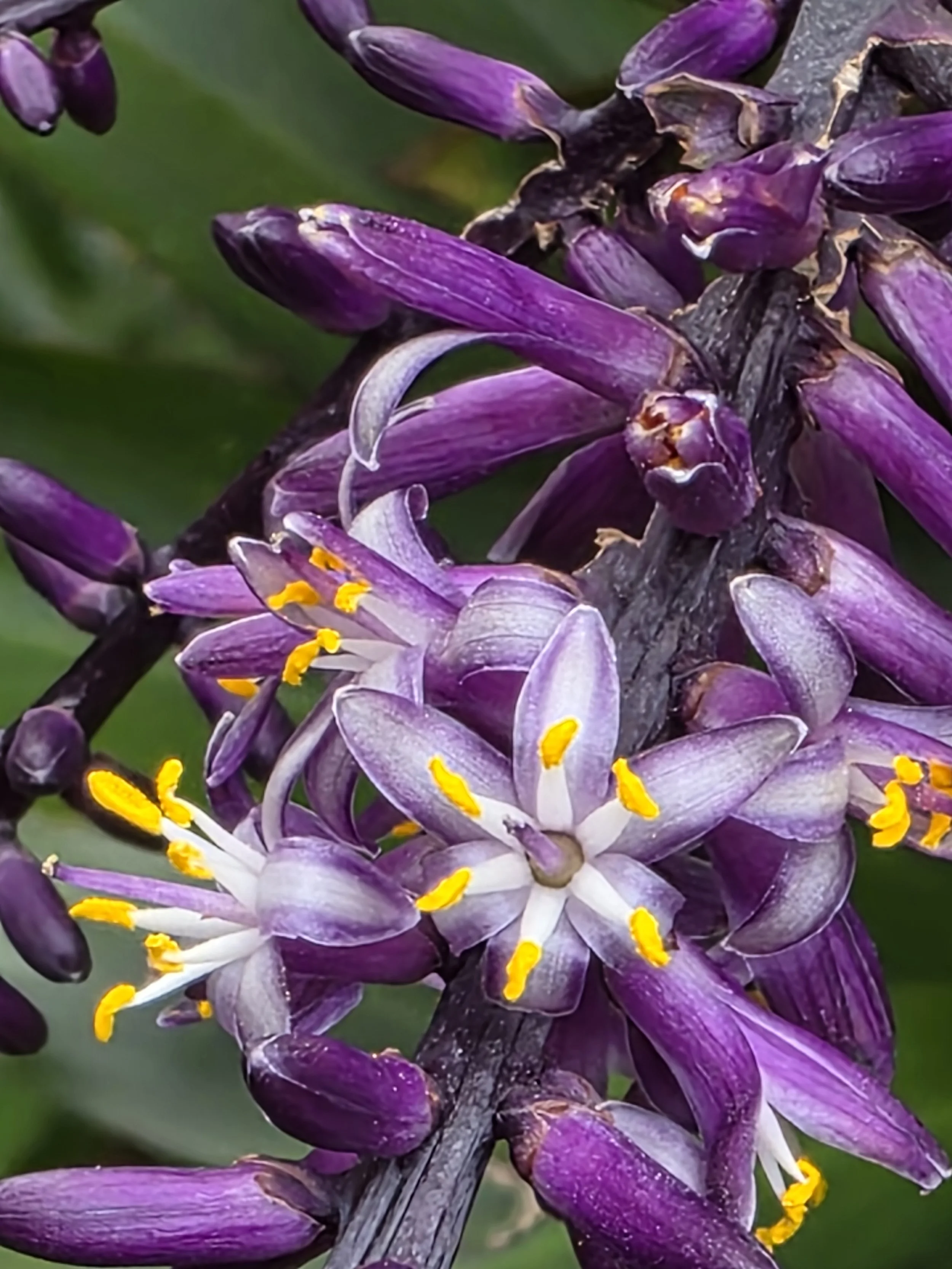 Close-up of purple and white star-shaped flowers with yellow anthers on a purple stem.