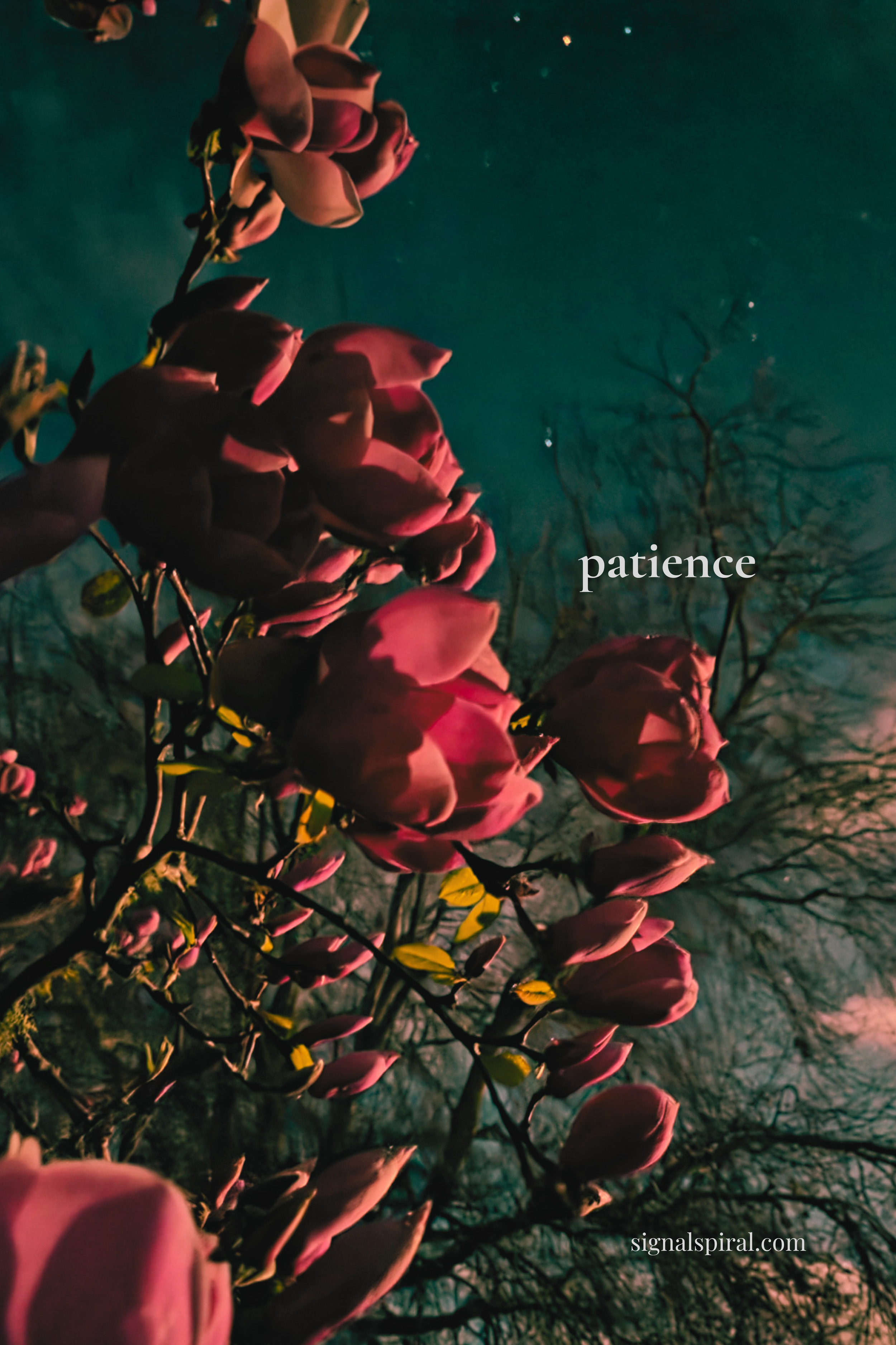 patience 6 x 4.png