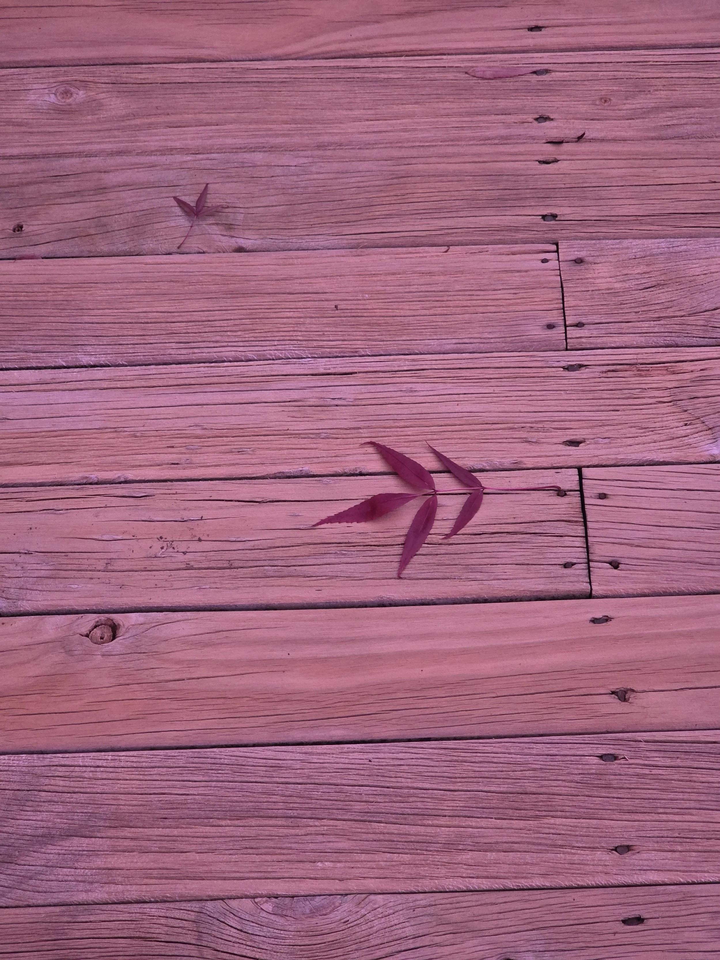 Red wooden deck with two small red leaves lying on it.