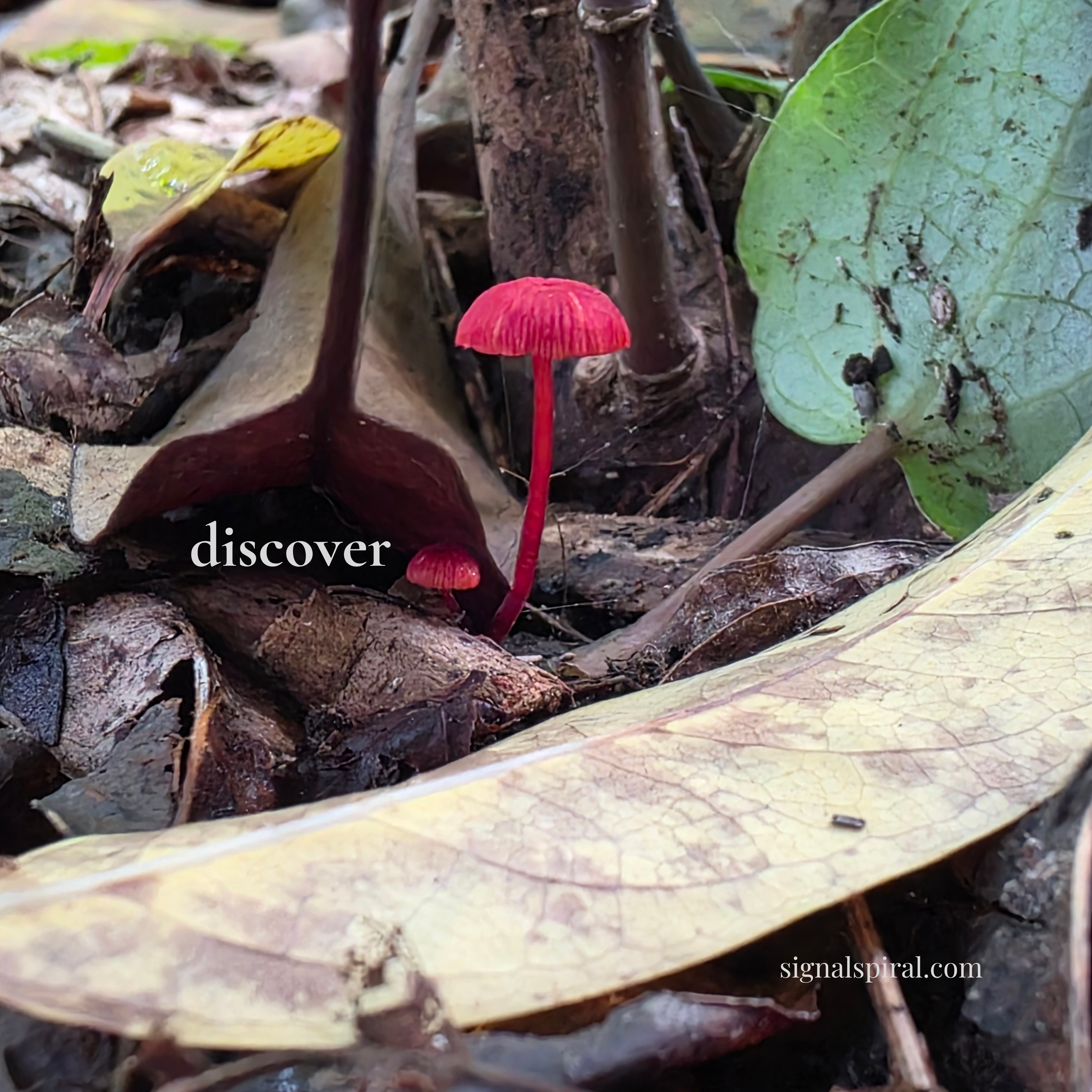 discover 6x6.png