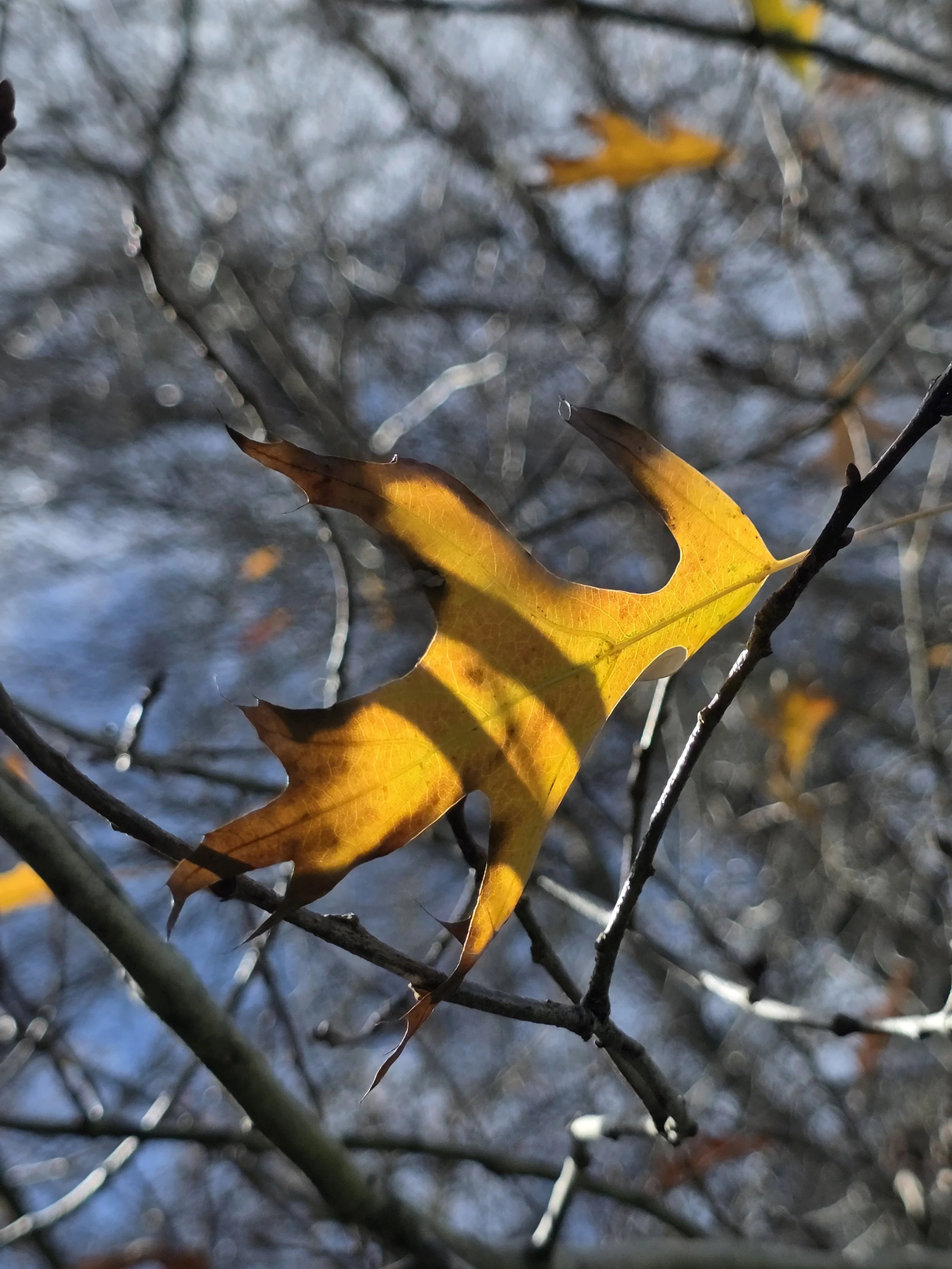 Autumn leaf