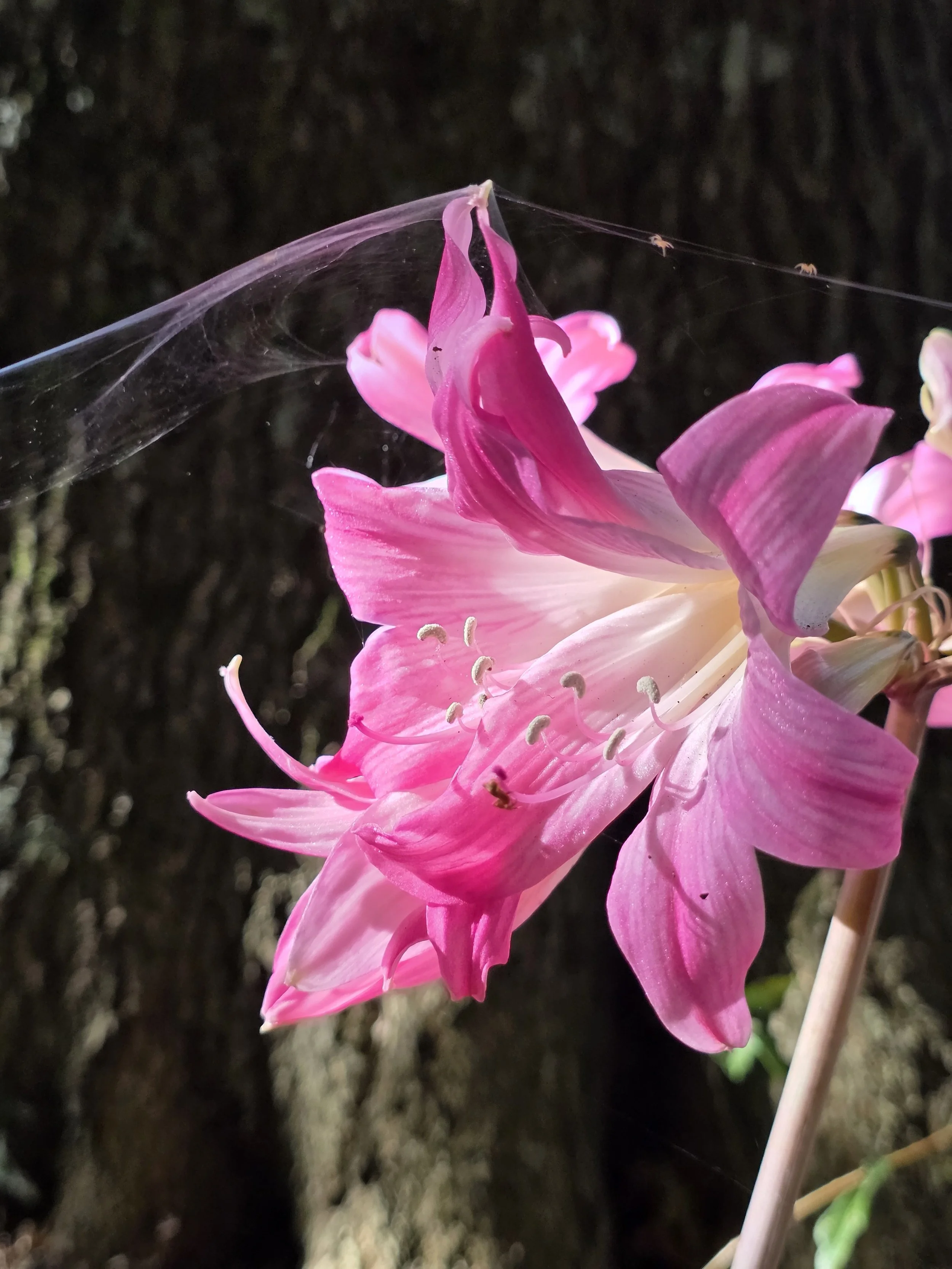 pretty in pink