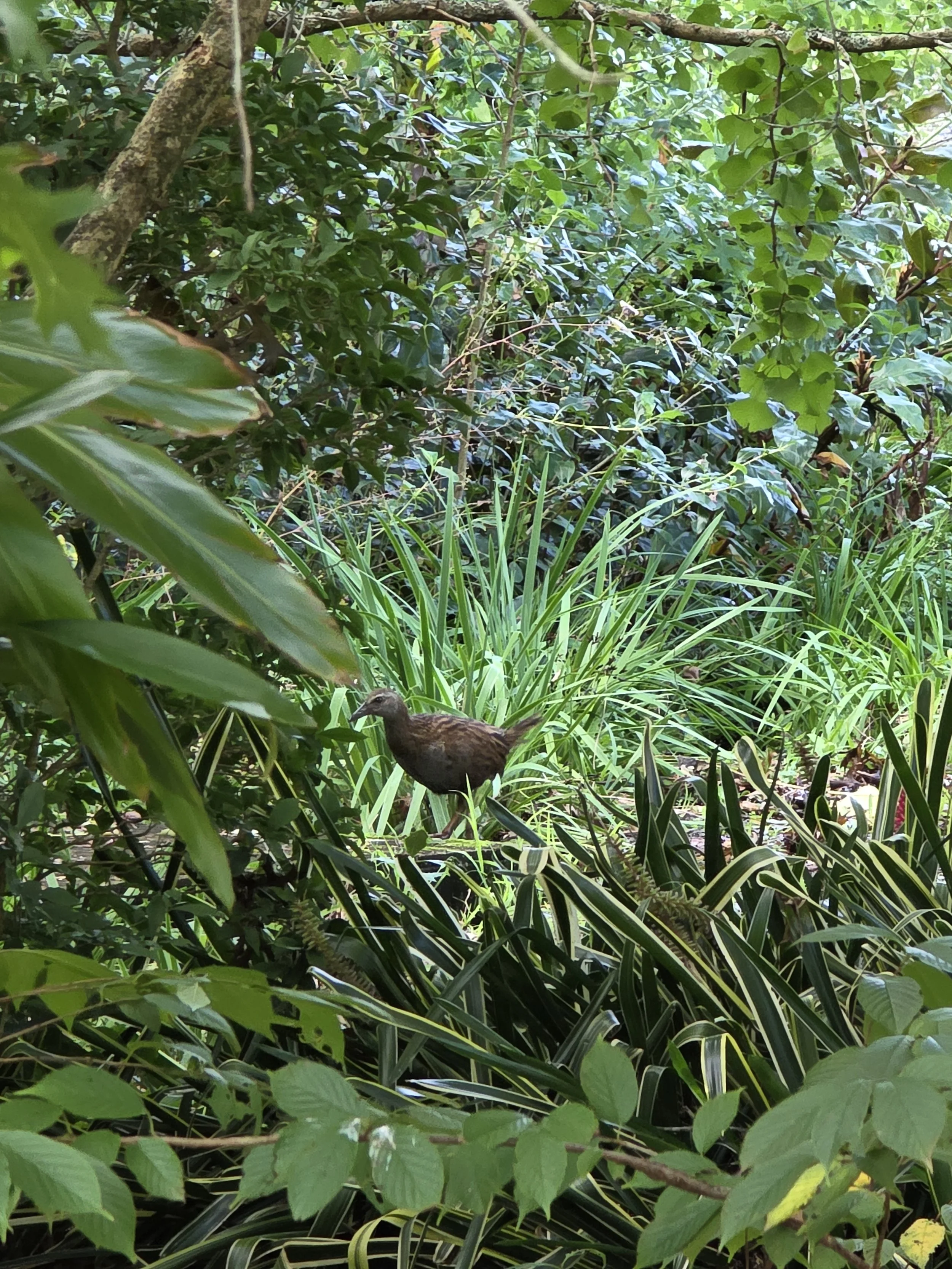 A small brown bird standing among green plants and bushes in a dense garden or forest setting.