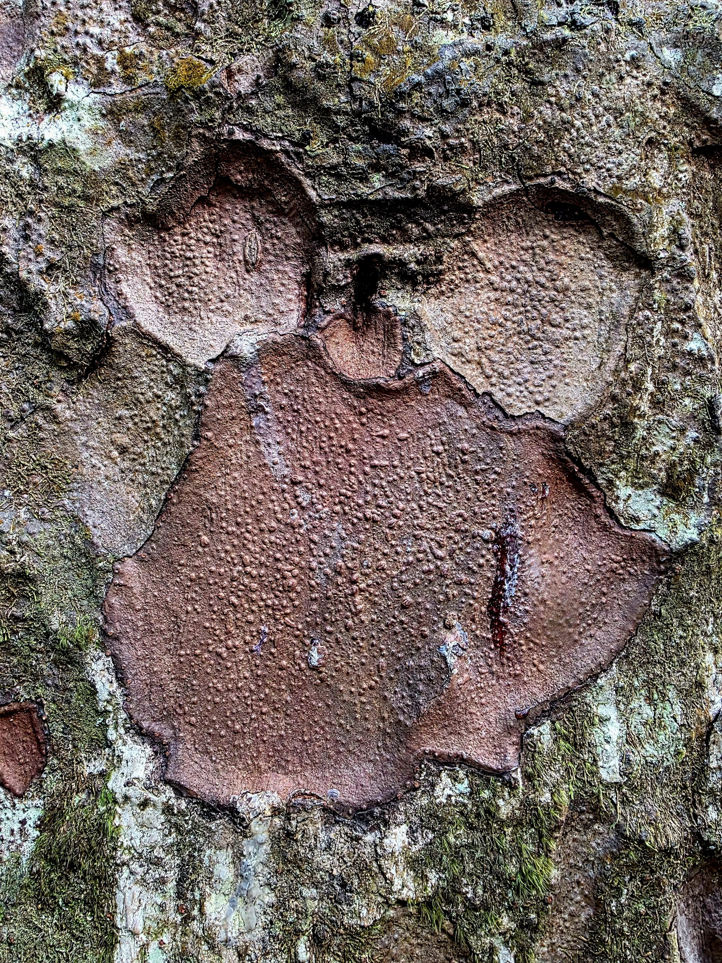 Kauri bark