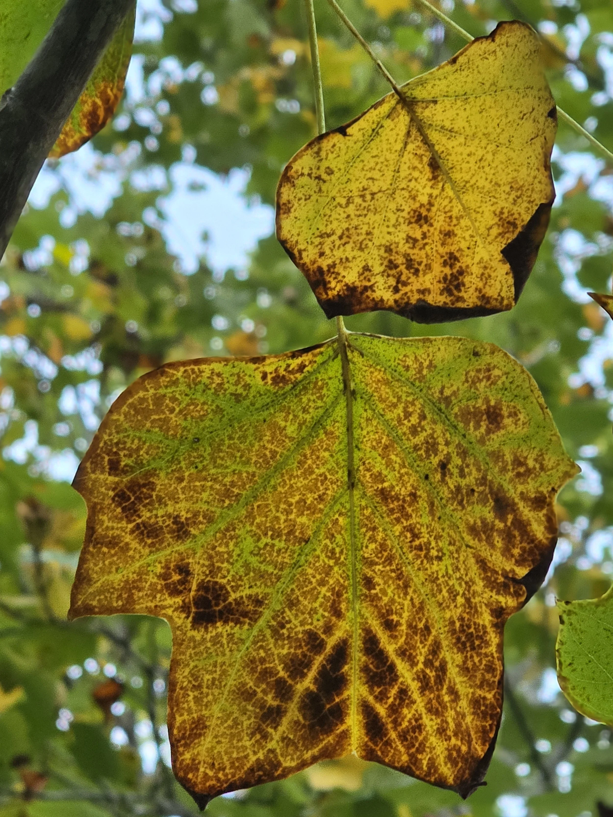 Close-up of two yellow and brown autumn leaves on a tree branch with a blurred background of more leaves and sky.