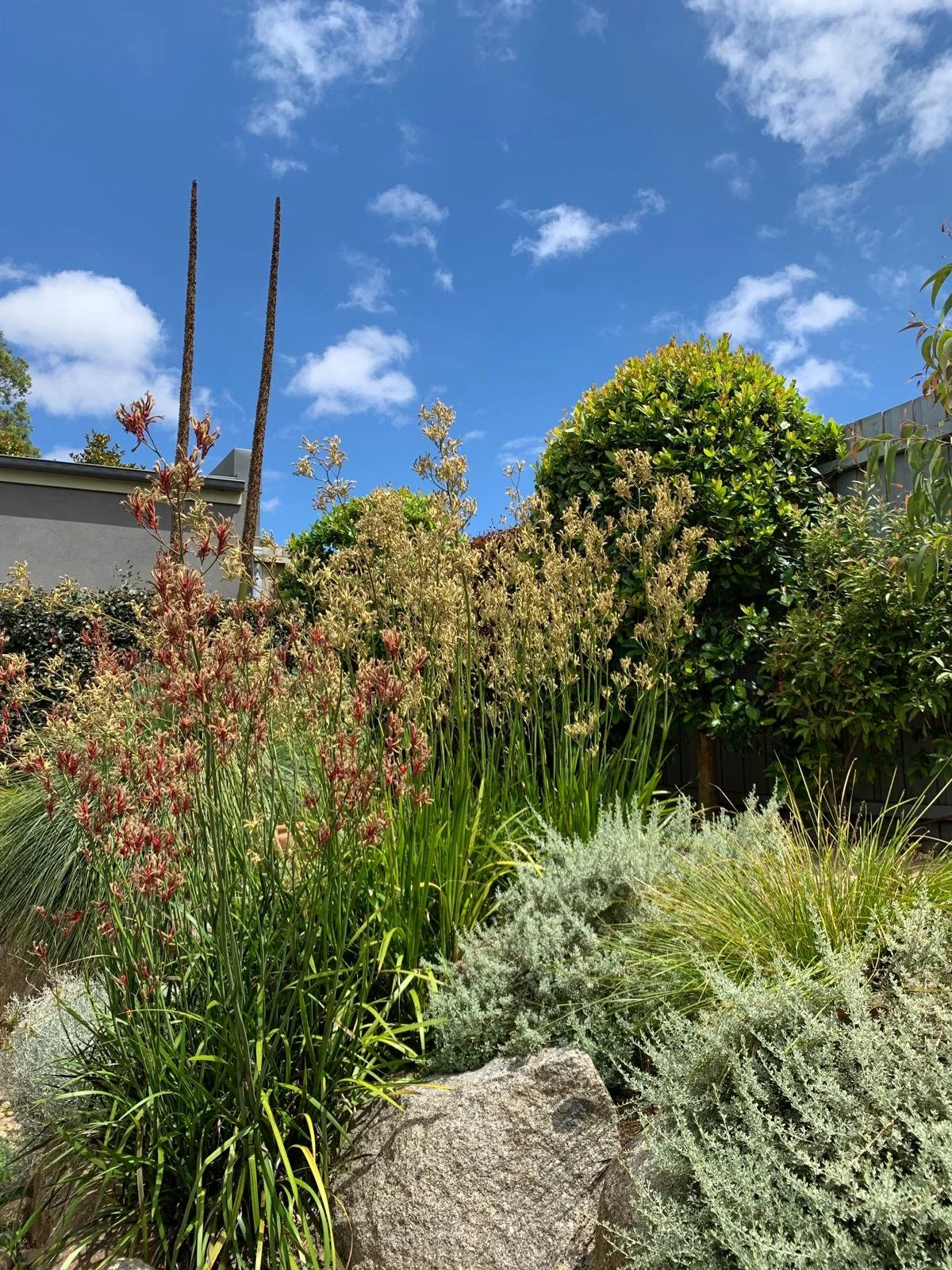 native and endemic drought tolerant plants with a blue sky background