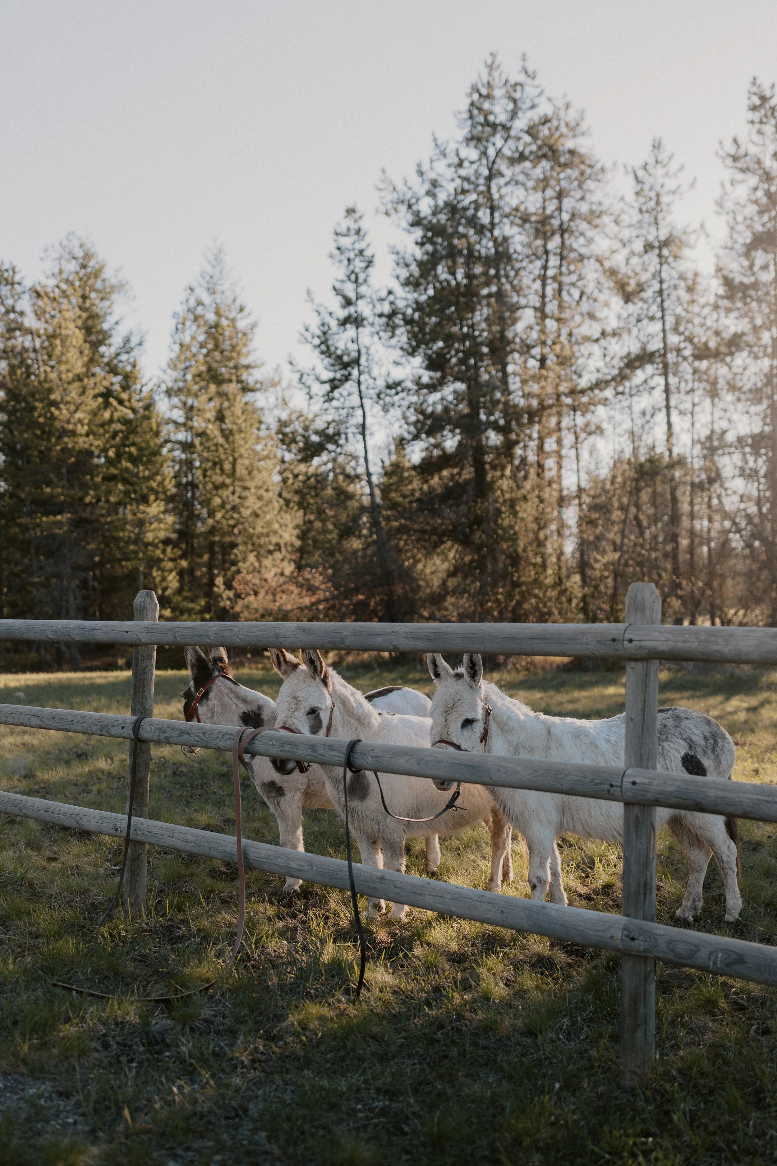 montana beer burros in west glacier for wedding