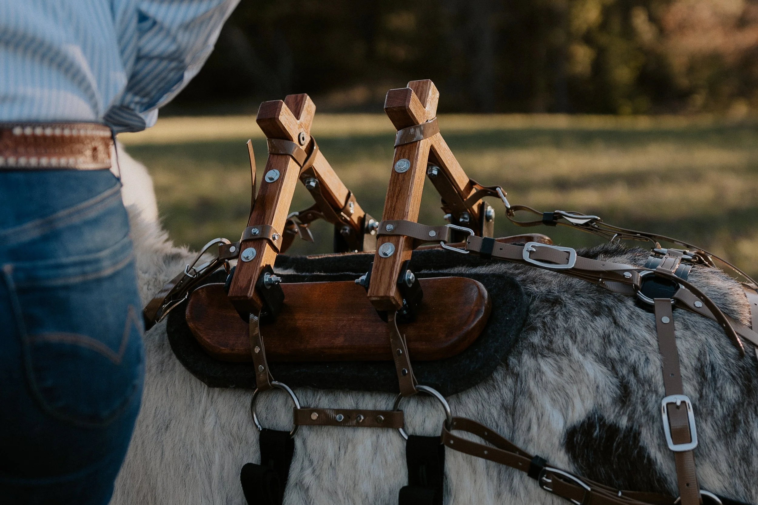 montana beer burros saddled mini donkey carrying beer