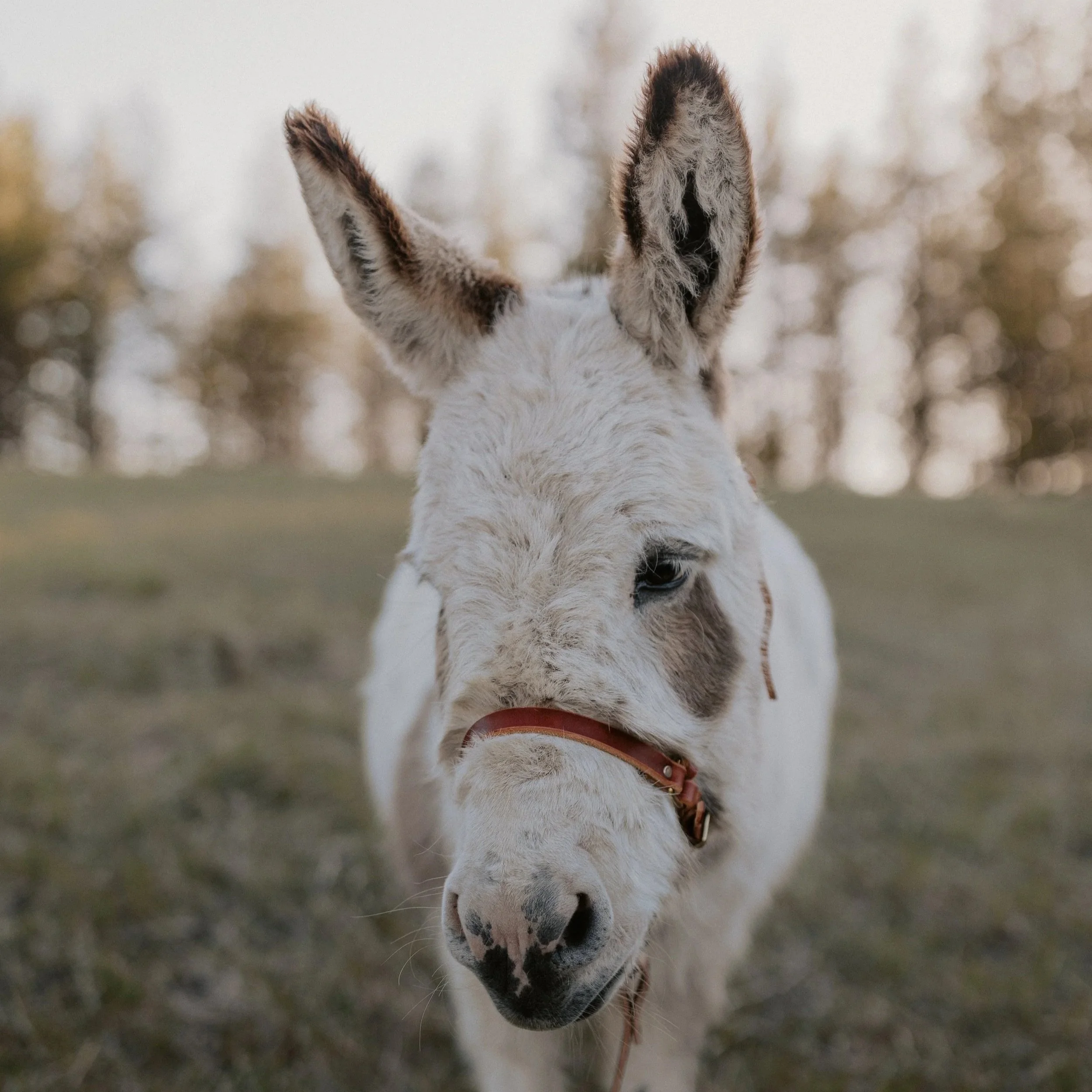Close-up headshot of Poppy, a friendly miniature donkey with a gentle expression and well-maintained western tack.