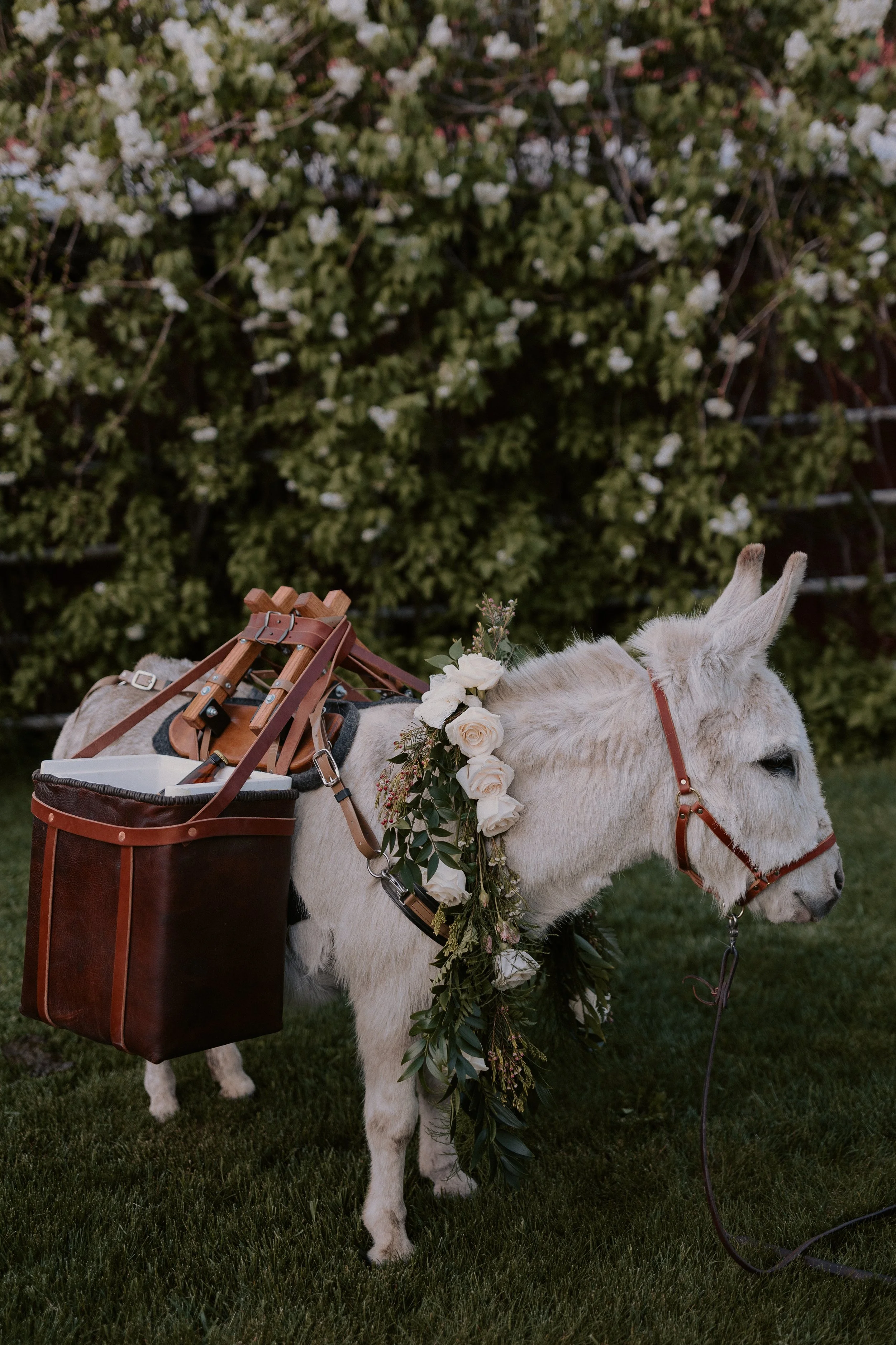 Outdoor wedding with Montana Beer Burros mini donkey flower garland leather cooler bigfork montana wedding