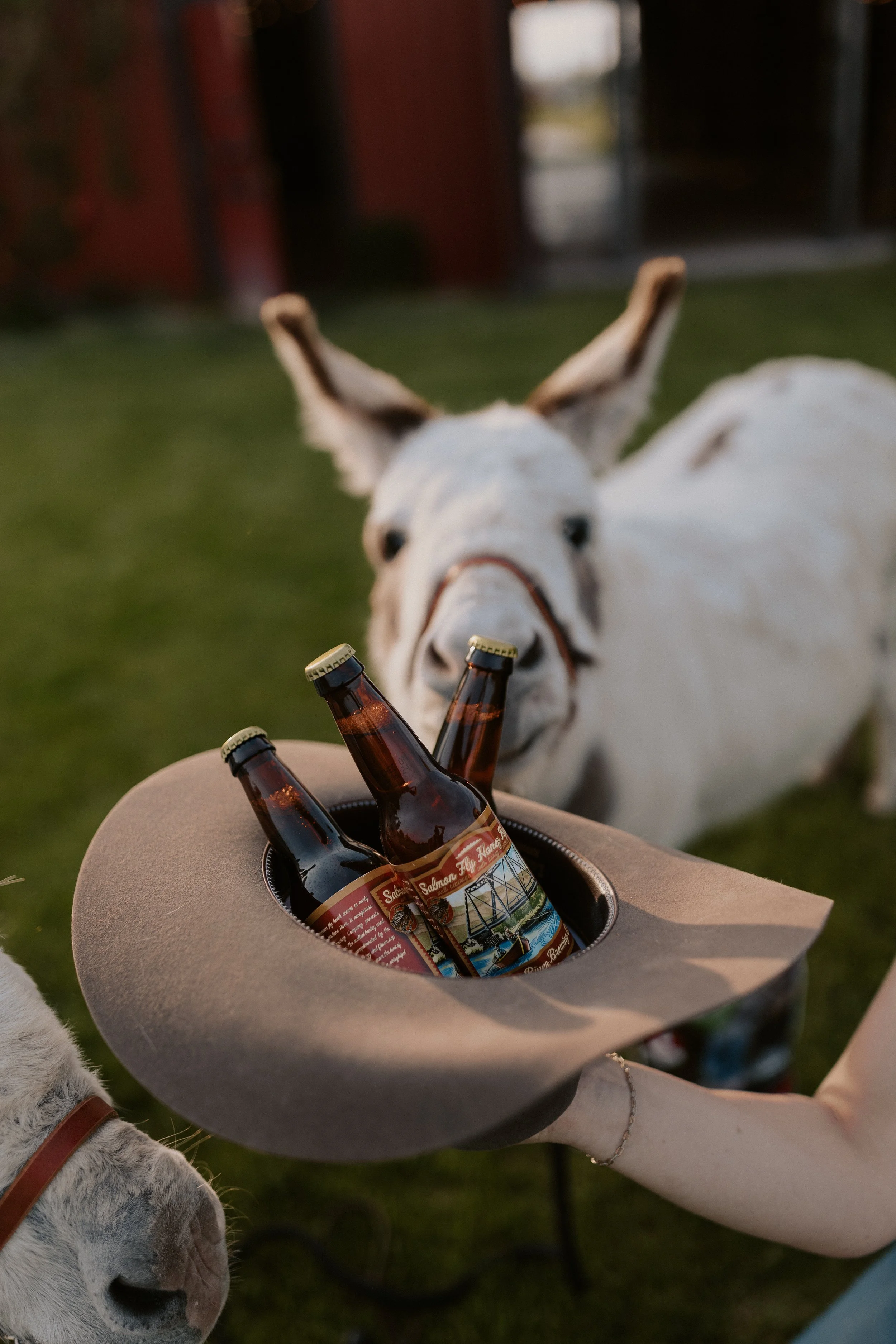 Montana Beer Burros cowboy hat filled with local beer