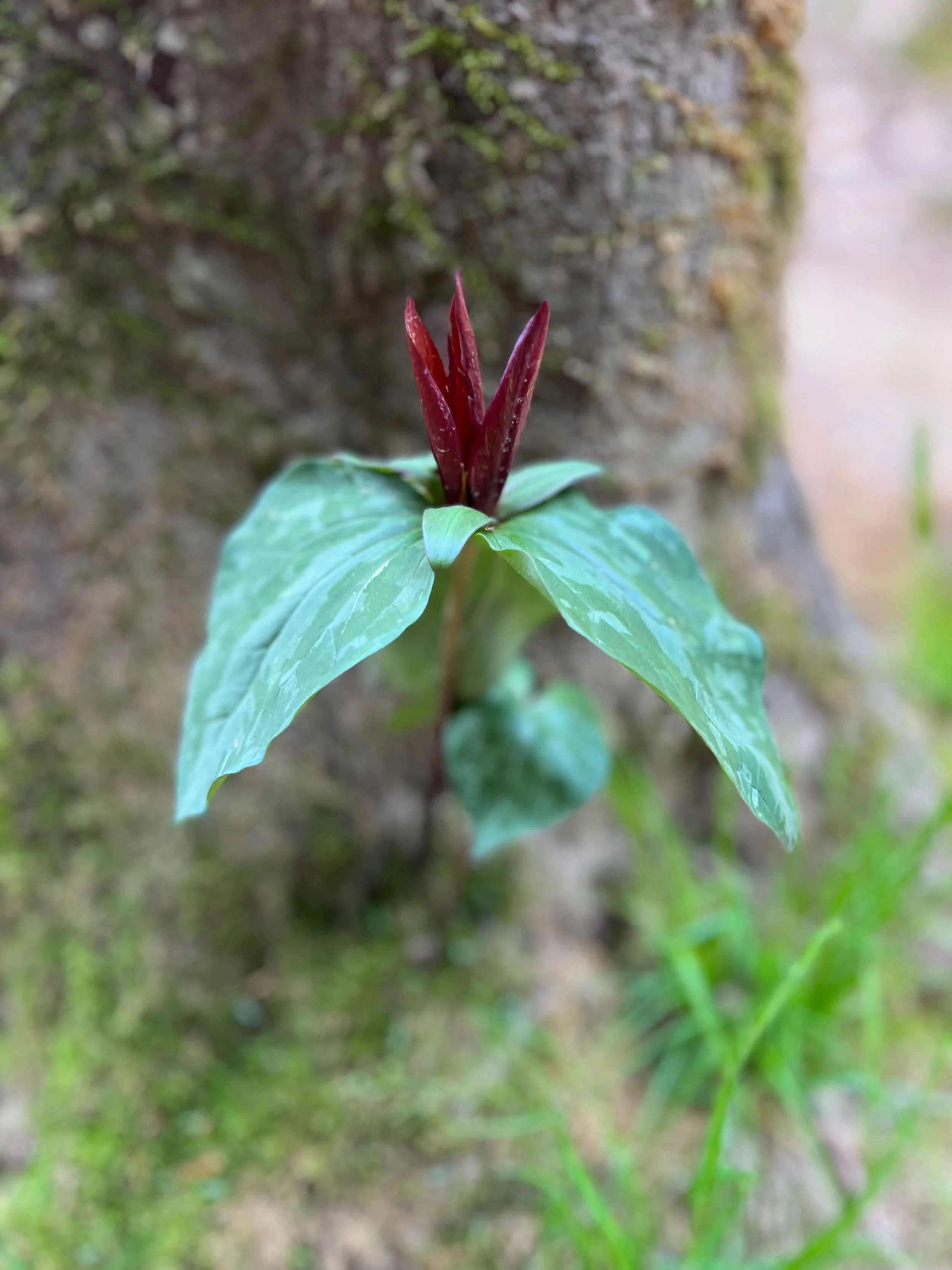 Close-up of a red trillium plant with green leaves growing at the base of a tree in appalachia.