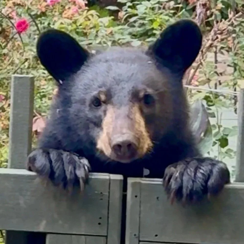 Cody the adolescent black bear who is standing with his paws up under his face looking curious and friendly