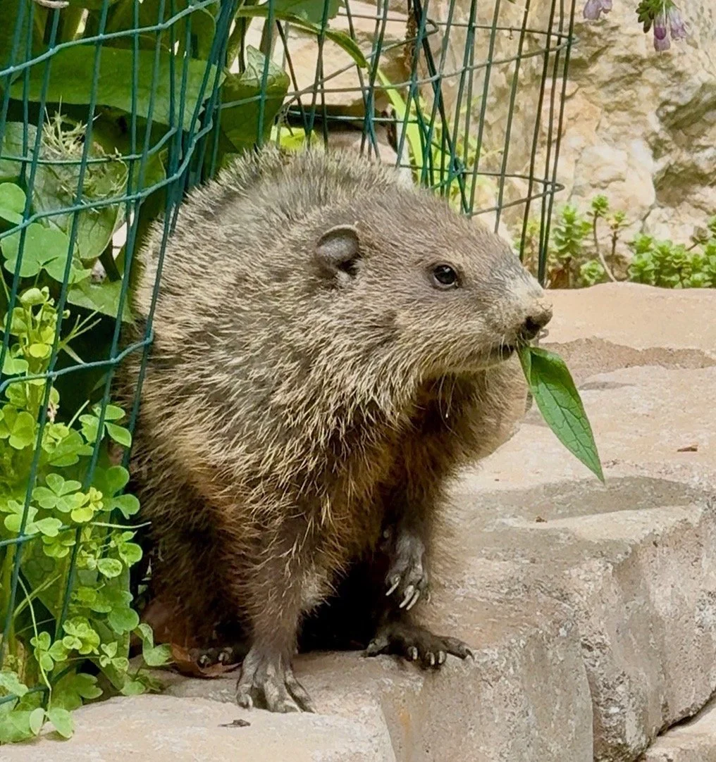 a groundhog sitting on a garden wall with a comfrey leaf in its mouth. Has a stink face because he was interrupted.