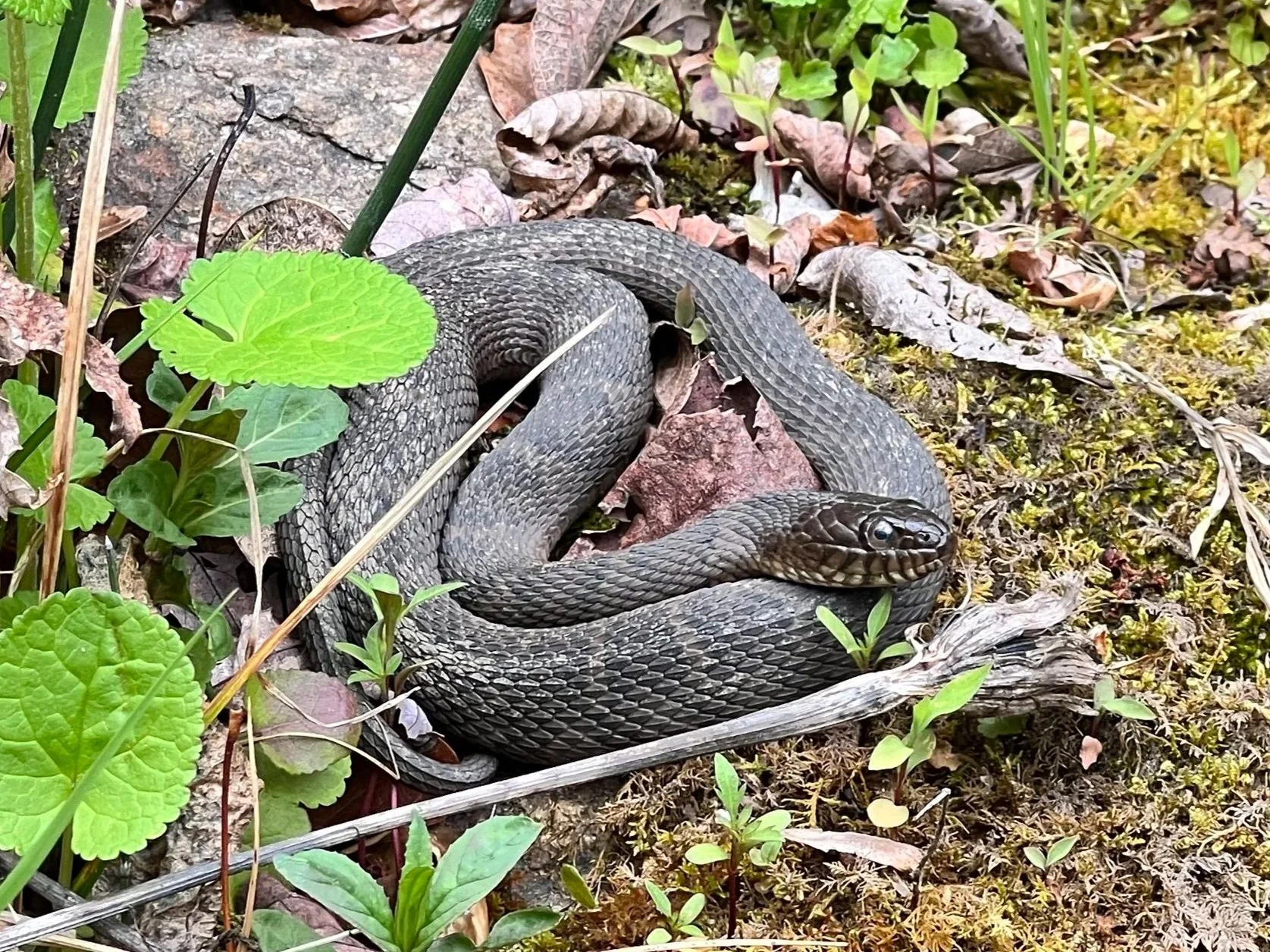 brown water snake sitting on moss covered rocks at the edge of a pond. Non-venomous. Friendly pond-noodle.