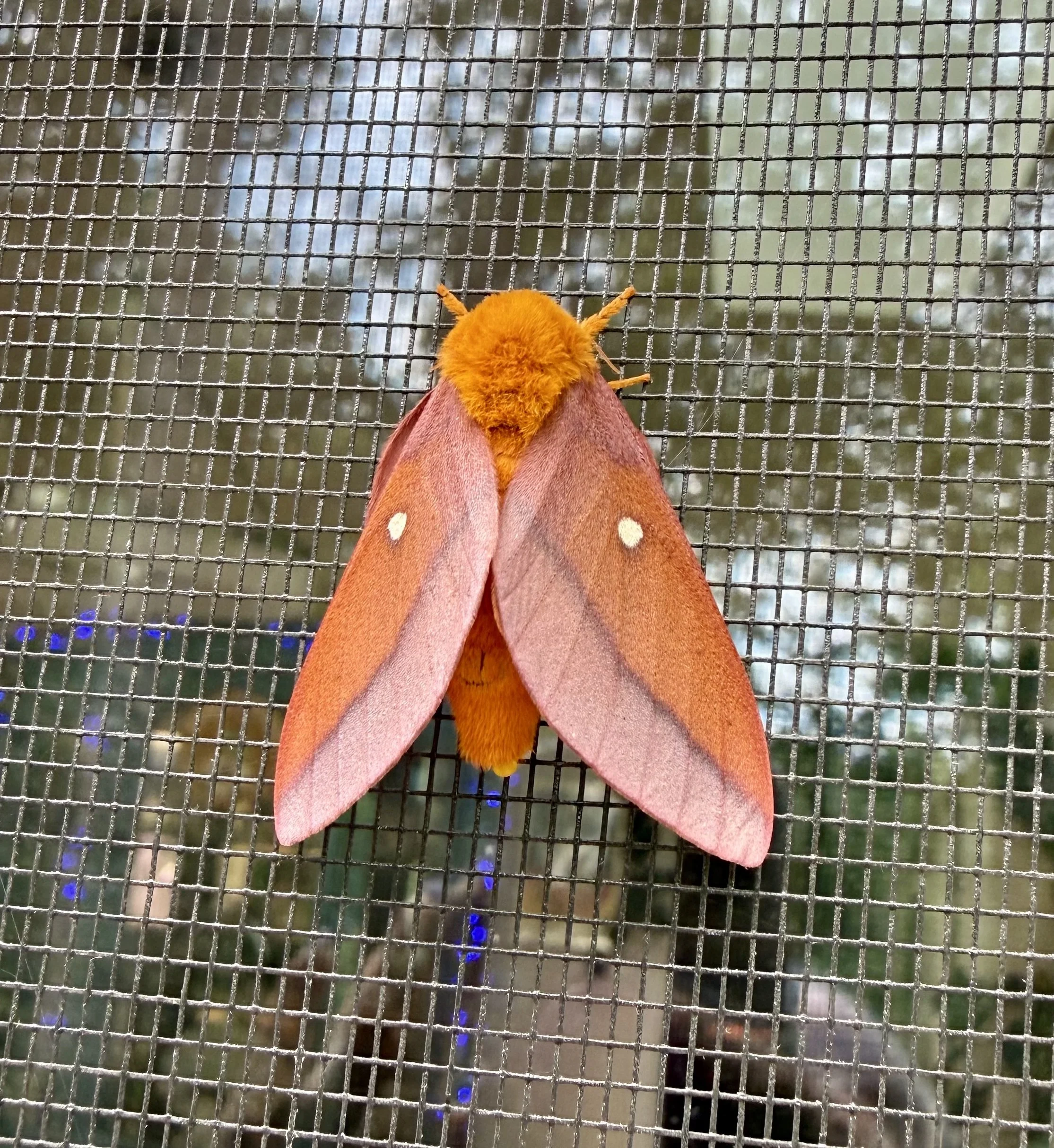 orange fuzzy moth, oak worm moth. orange moth with a single white dot on each wing, and a fuzzy orange head, sitting on a door screen in appalachia