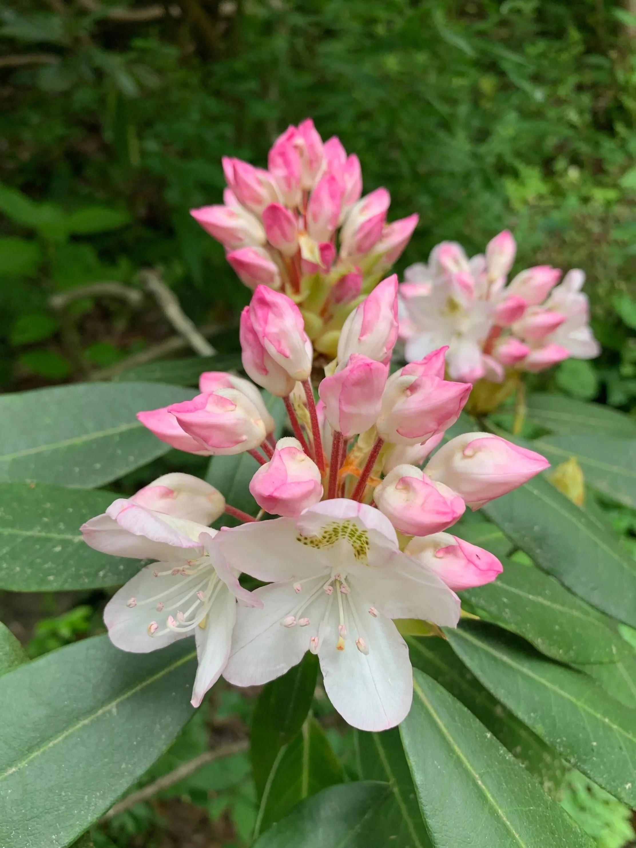 pink rhododendron flowers surrounded by green leaves