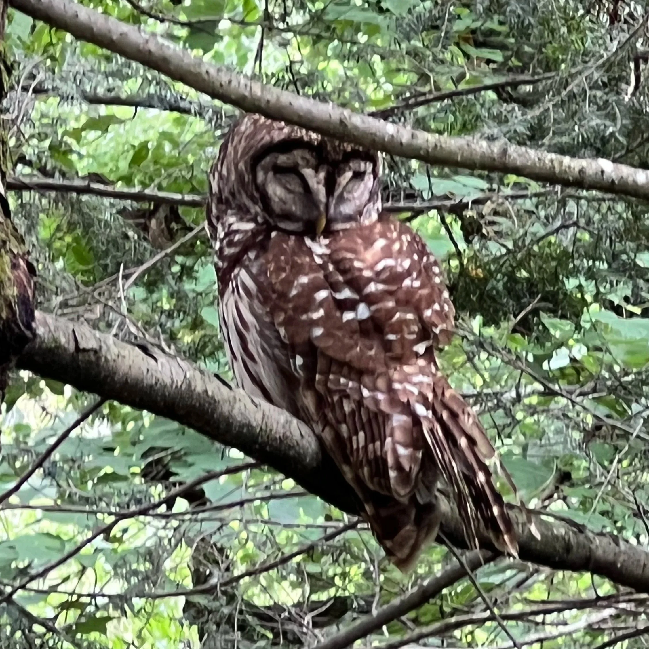 Owl sitting in the leafy trees in Appalachia, with its head turned around back and tucked into its wing. Eyes are closed and owl appears happy and calm.